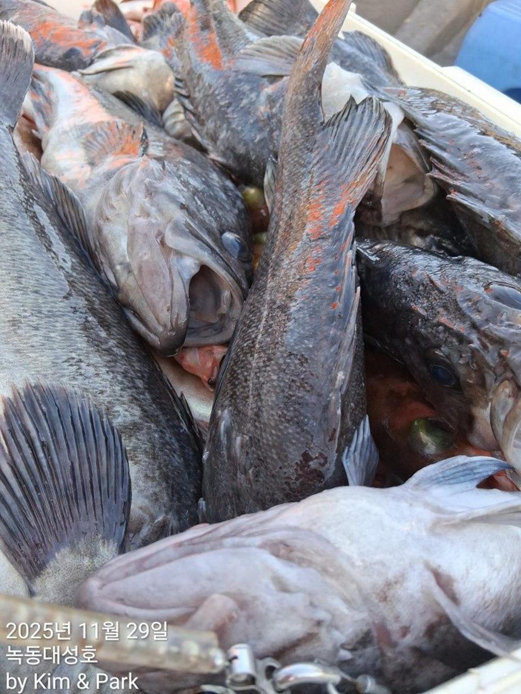 낚시뚜,우럭,열기,녹동항,녹동대성호,낚시뚜35