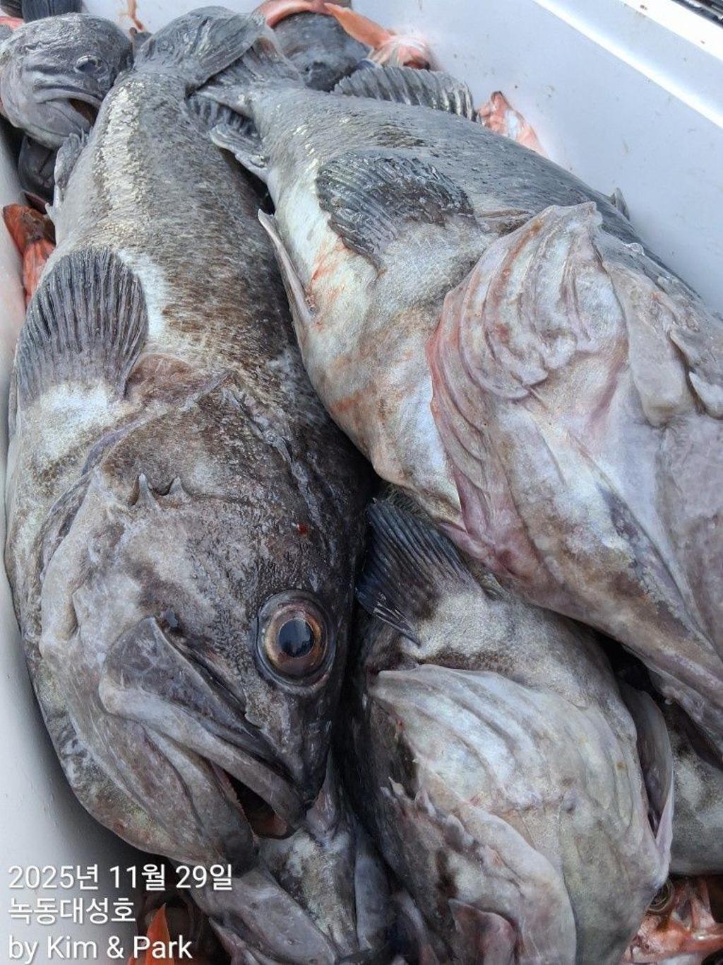 낚시뚜,우럭,열기,녹동항,녹동대성호,낚시뚜34