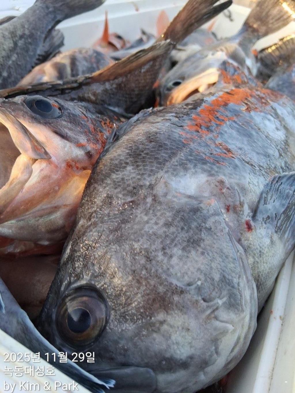 낚시뚜,우럭,열기,녹동항,녹동대성호,낚시뚜32