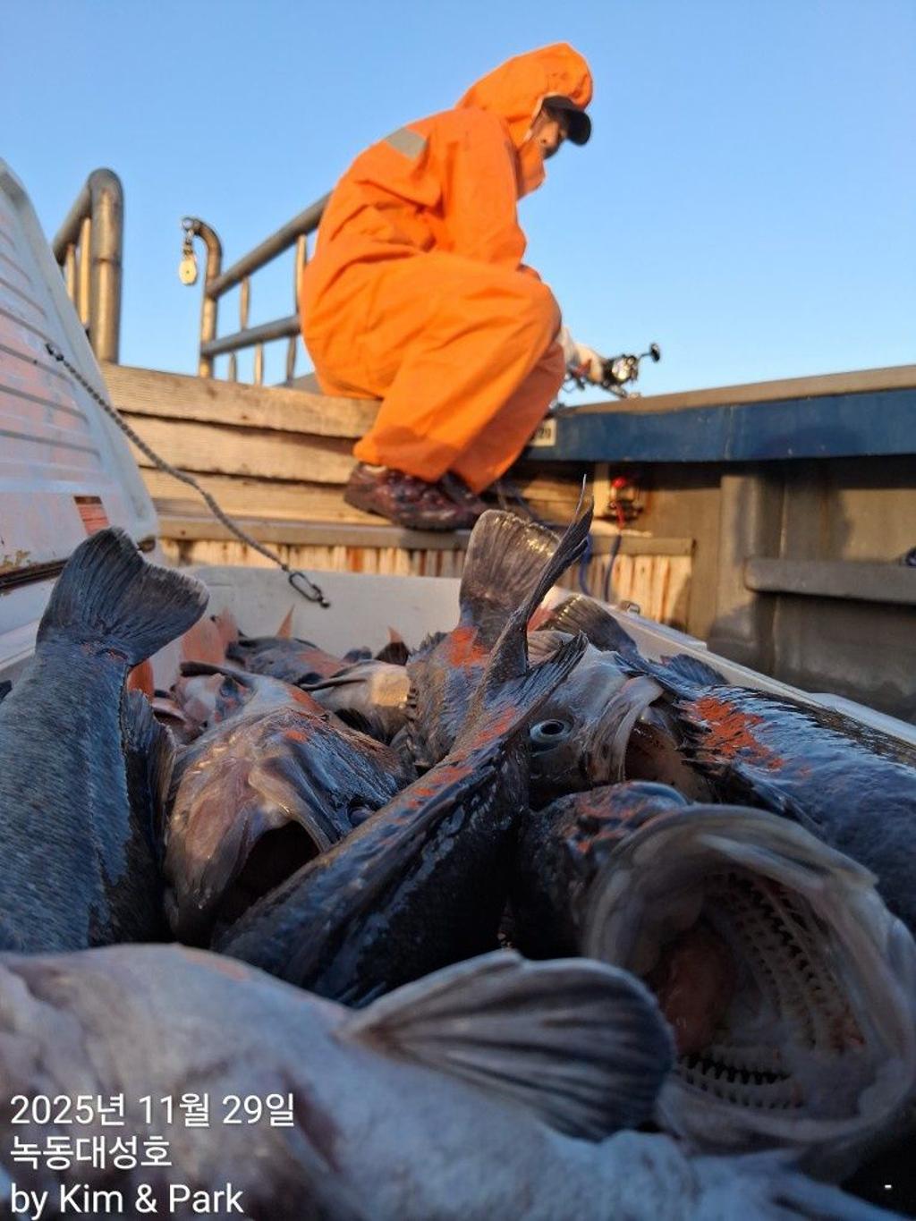 낚시뚜,우럭,열기,녹동항,녹동대성호,낚시뚜27