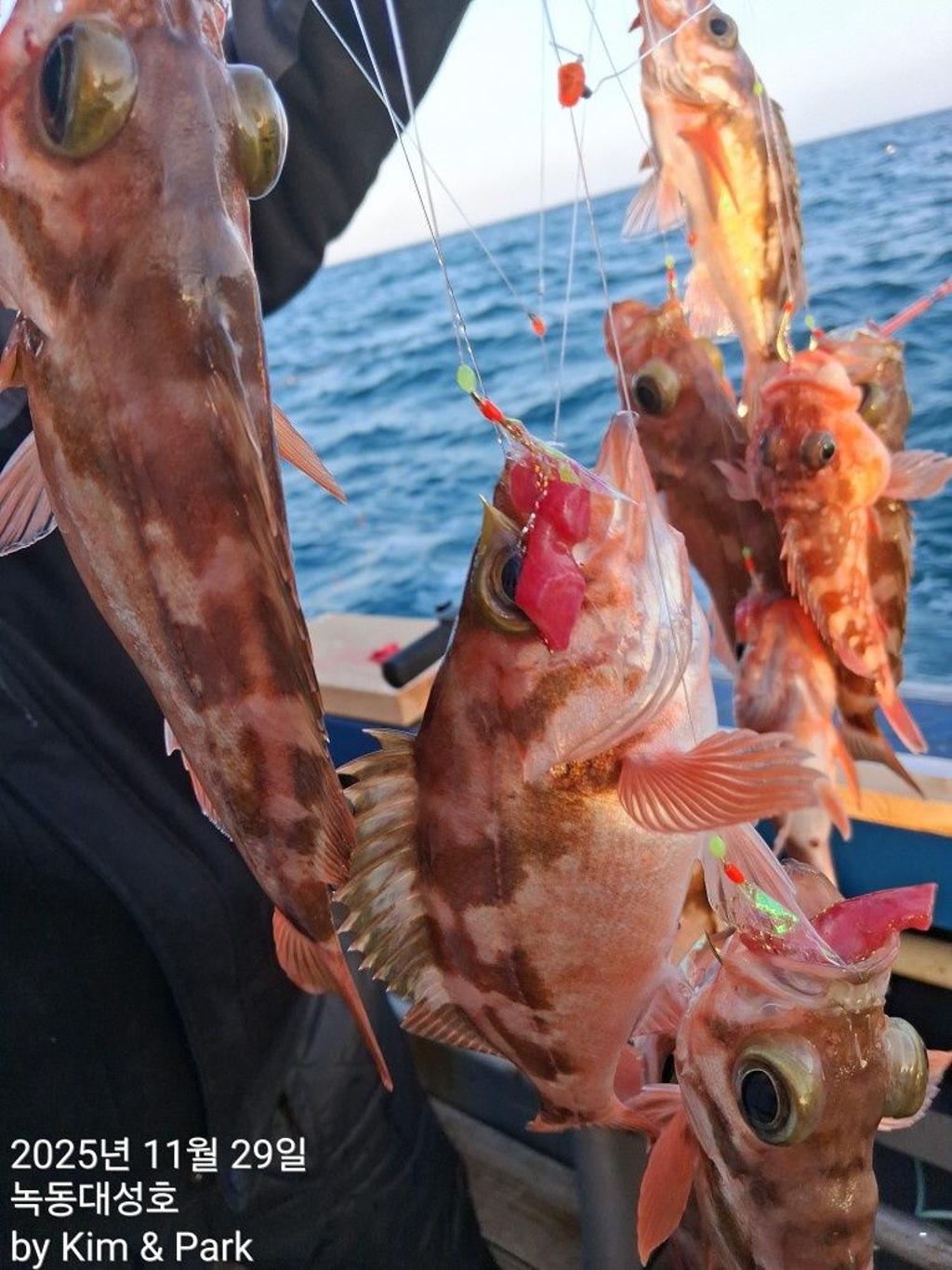 낚시뚜,우럭,열기,녹동항,녹동대성호,낚시뚜21