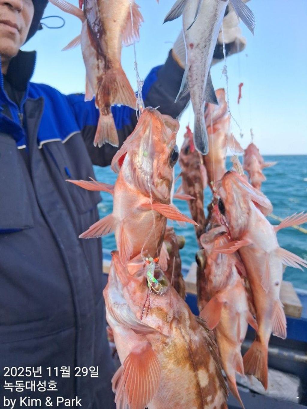 낚시뚜,우럭,열기,녹동항,녹동대성호,낚시뚜19