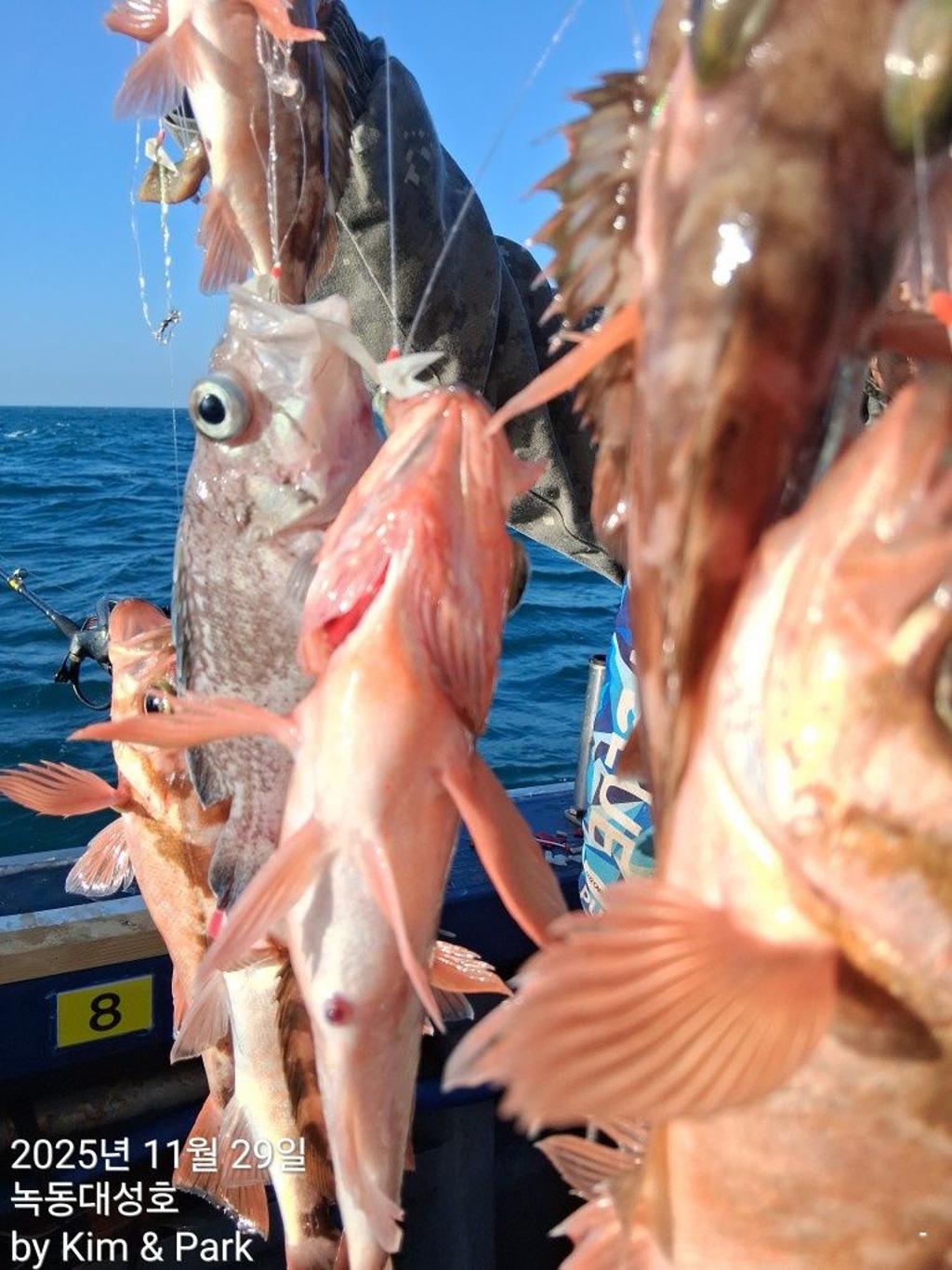 낚시뚜,우럭,열기,녹동항,녹동대성호,낚시뚜17