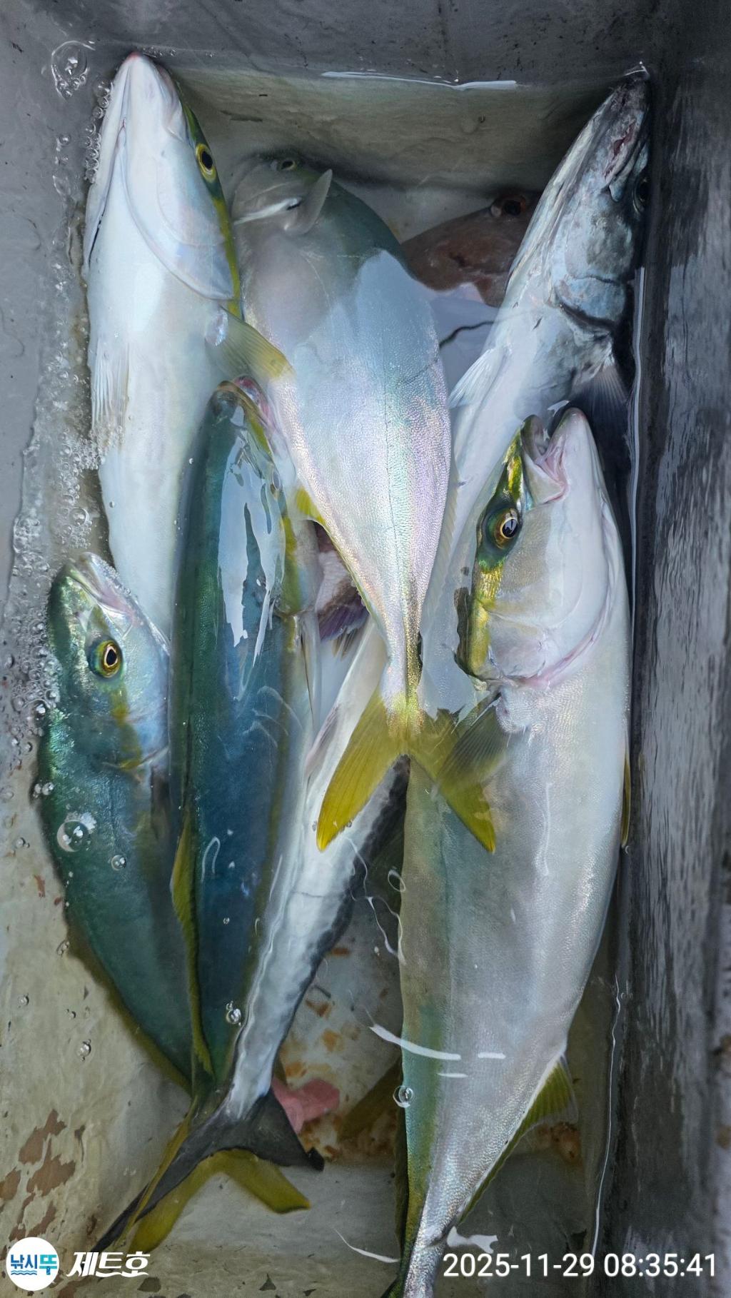 낚시뚜,방어,삼치,영일만항,포항 제트호,낚시뚜12