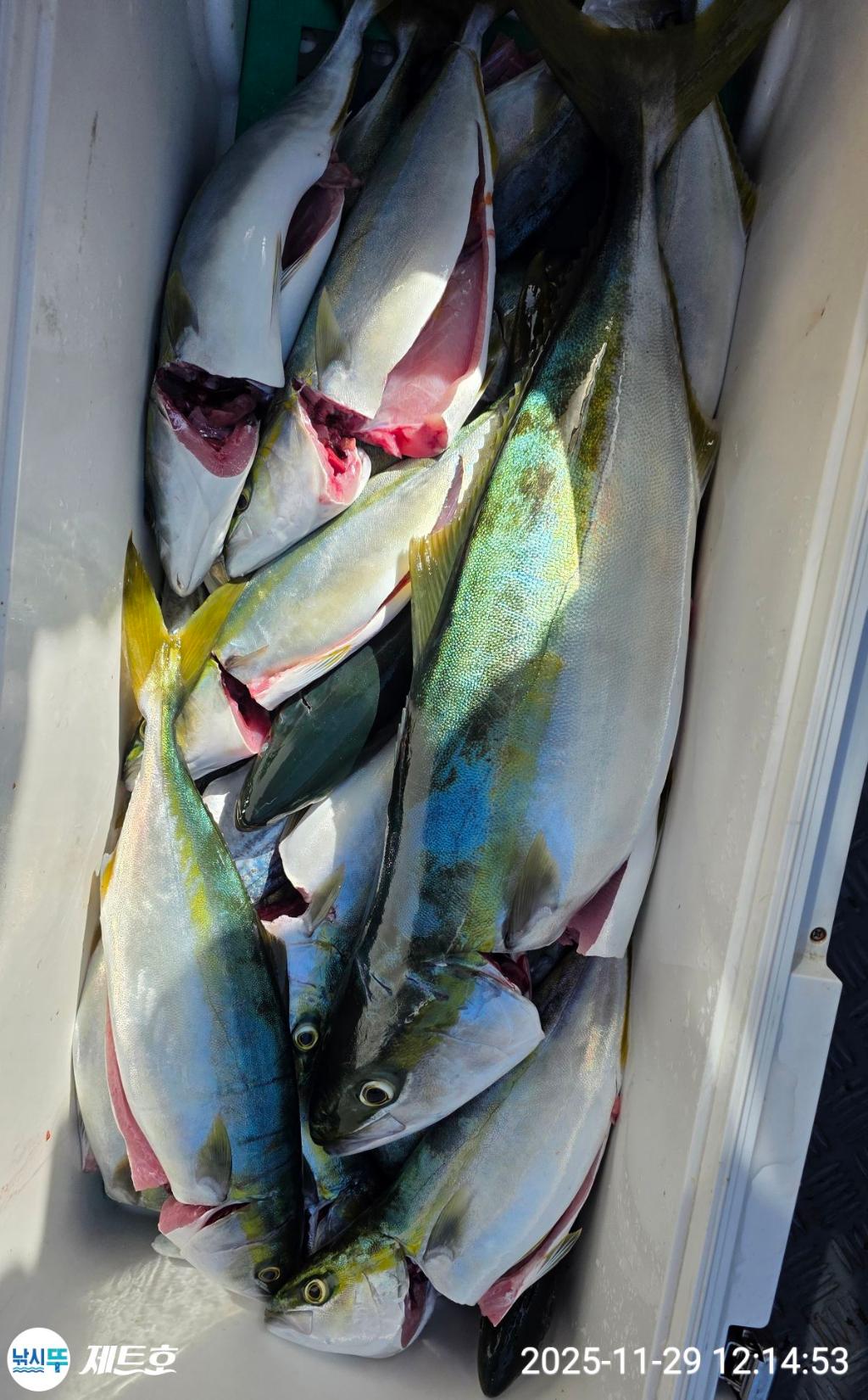 낚시뚜,방어,삼치,영일만항,포항 제트호,낚시뚜8