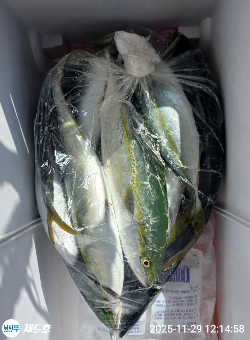 낚시뚜,방어,삼치,영일만항,포항 제트호,낚시뚜7