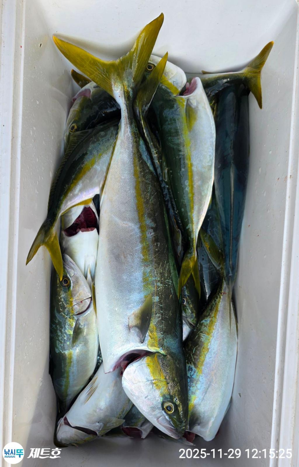 낚시뚜,방어,삼치,영일만항,포항 제트호,낚시뚜5