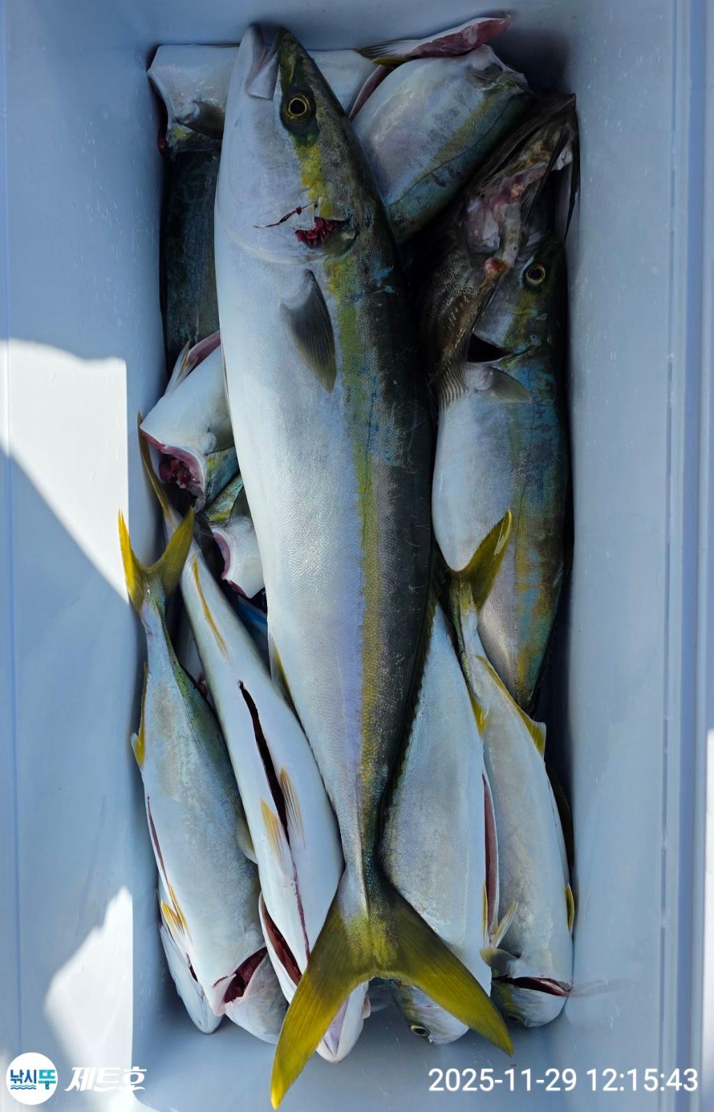 낚시뚜,방어,삼치,영일만항,포항 제트호,낚시뚜4