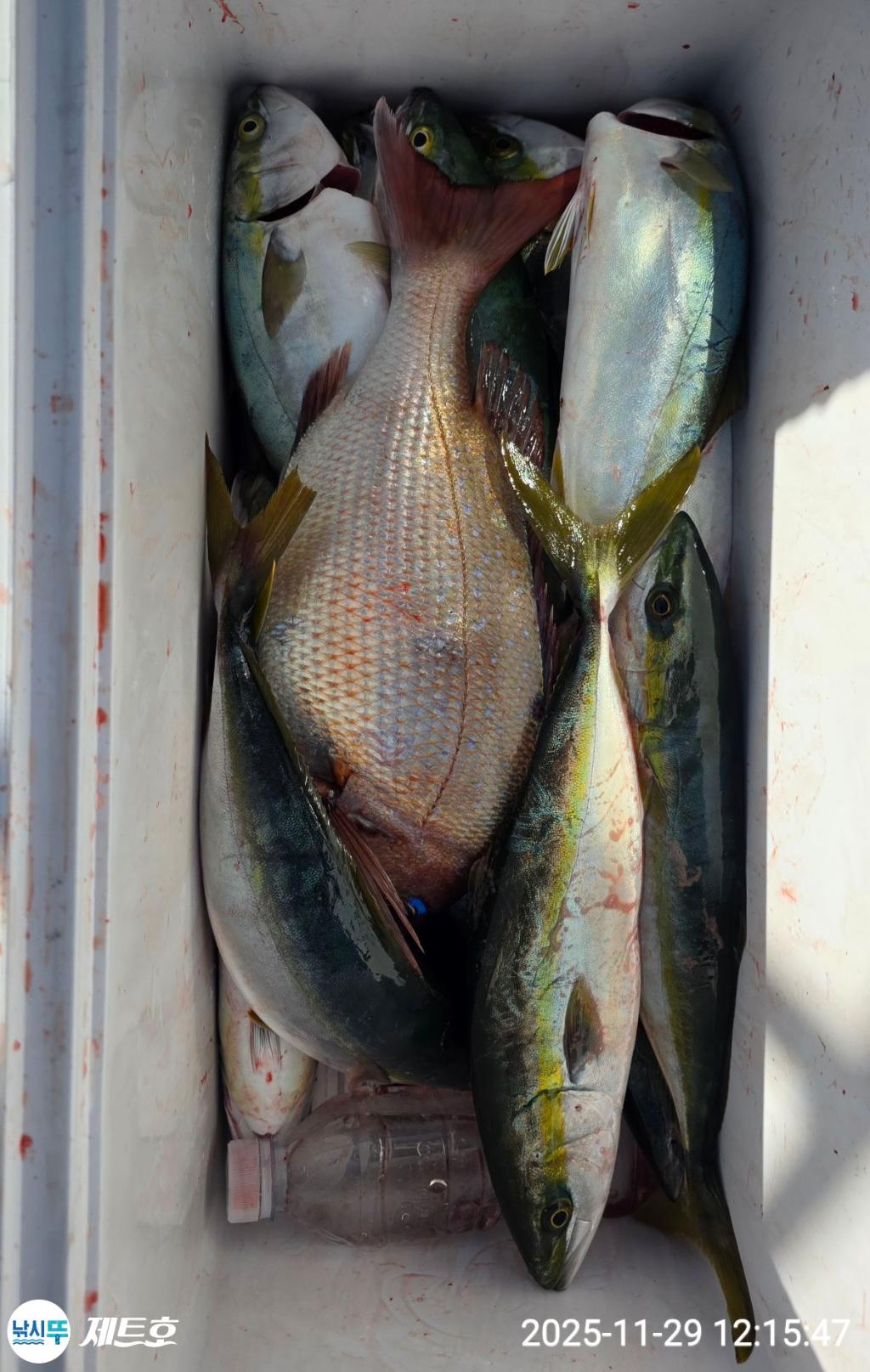 낚시뚜,방어,삼치,영일만항,포항 제트호,낚시뚜1