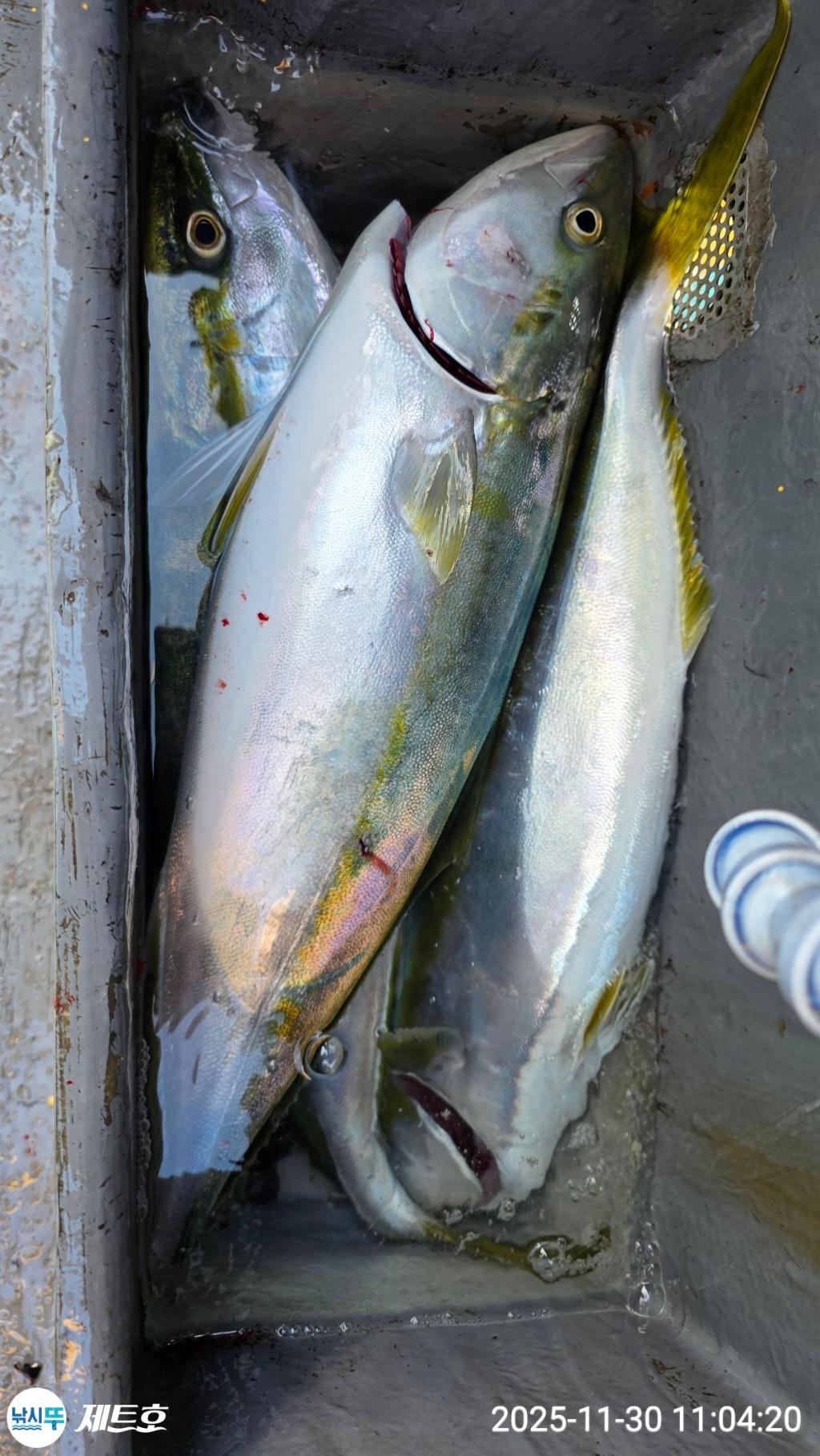 낚시뚜,방어,삼치,영일만항,포항 제트호,낚시뚜20