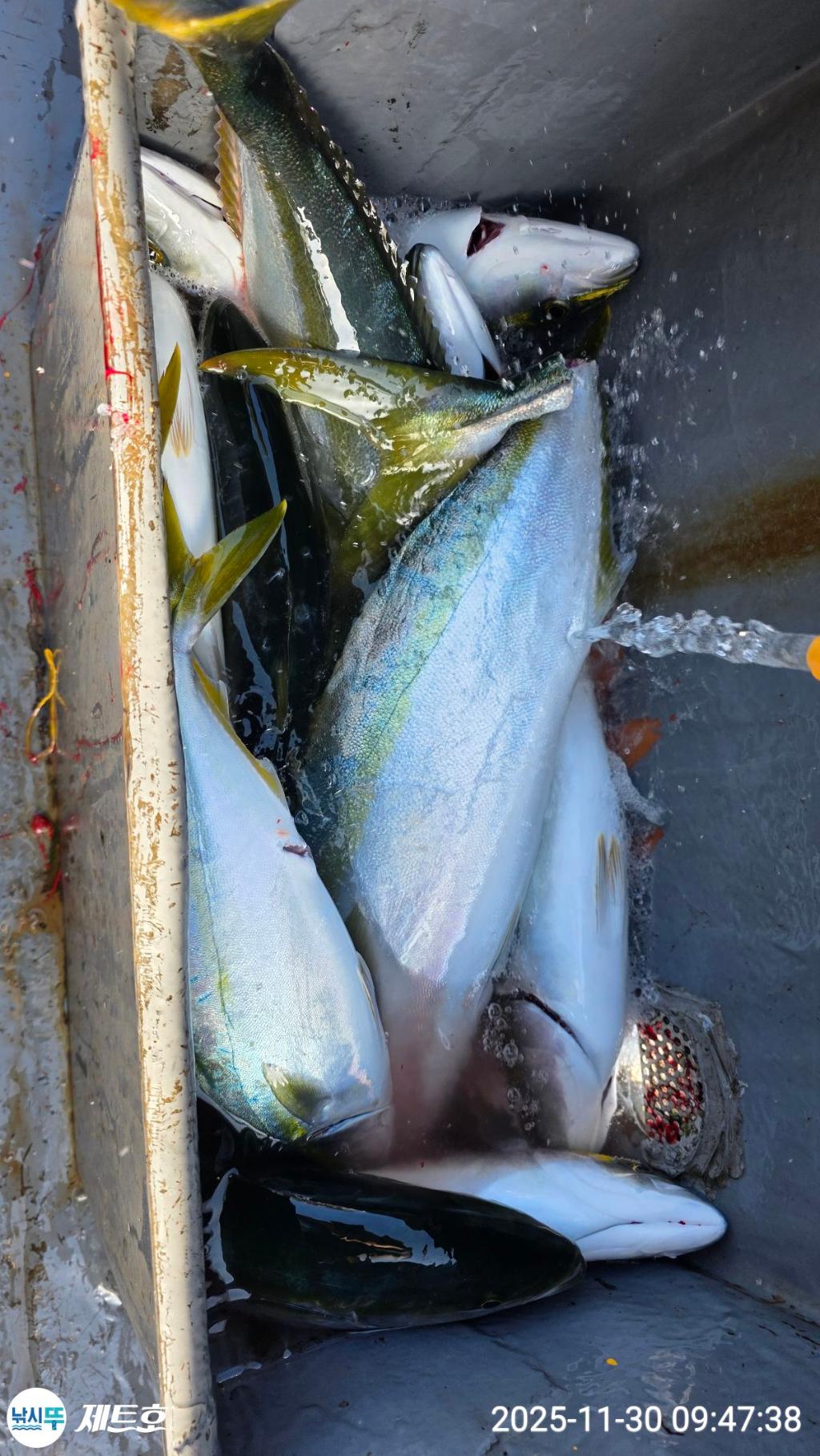 낚시뚜,방어,삼치,영일만항,포항 제트호,낚시뚜11