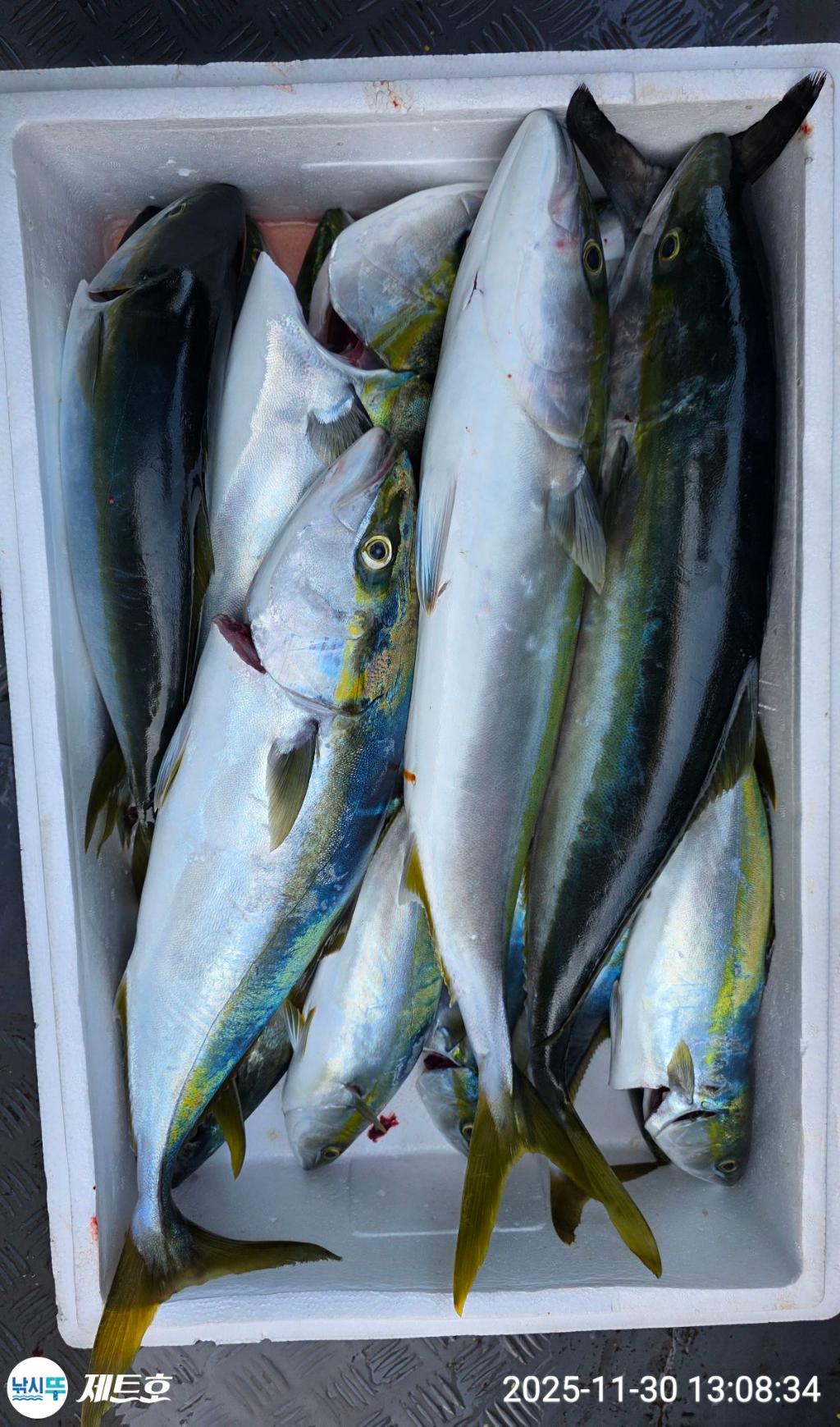 낚시뚜,방어,삼치,영일만항,포항 제트호,낚시뚜46