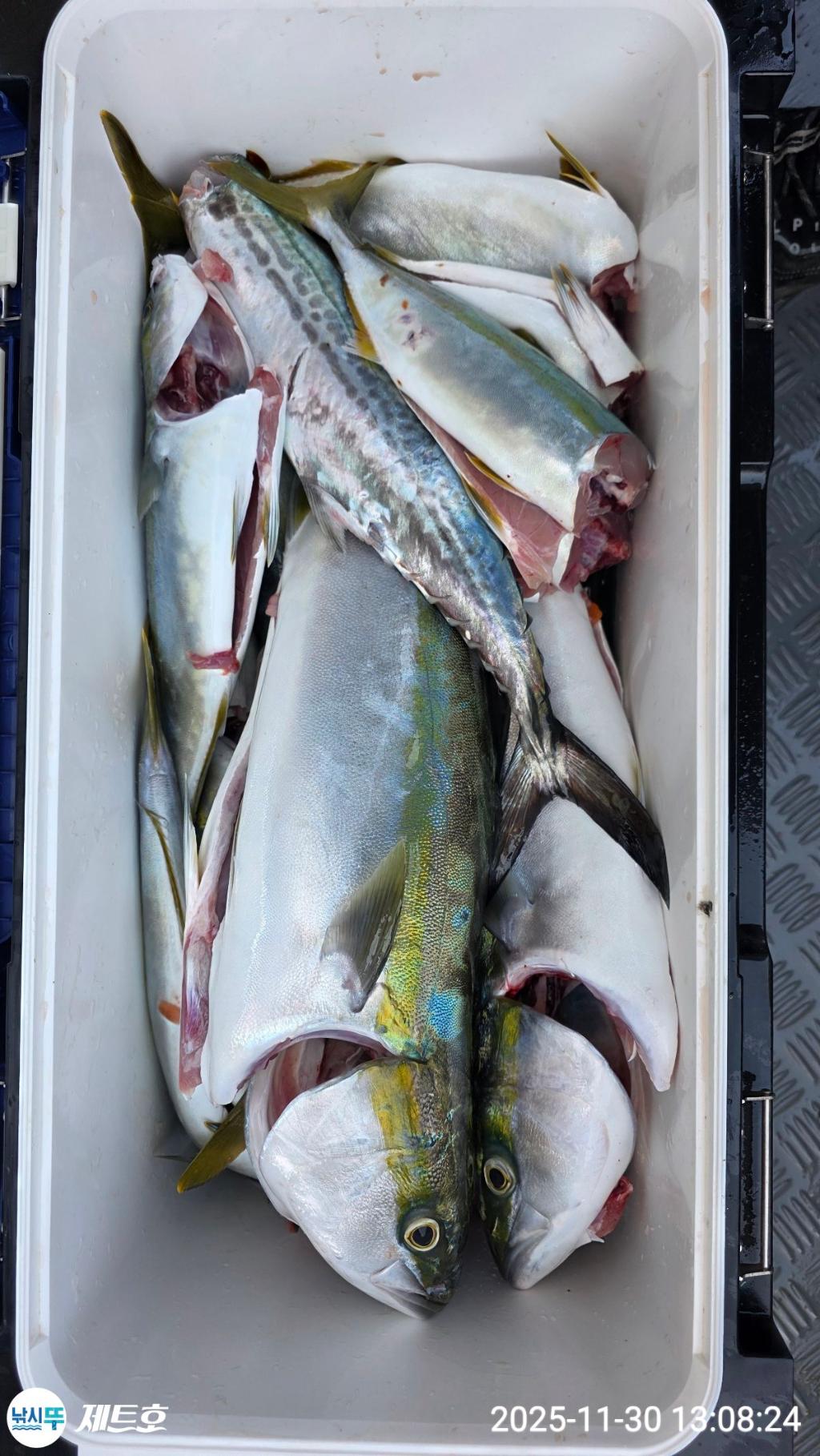 낚시뚜,방어,삼치,영일만항,포항 제트호,낚시뚜45