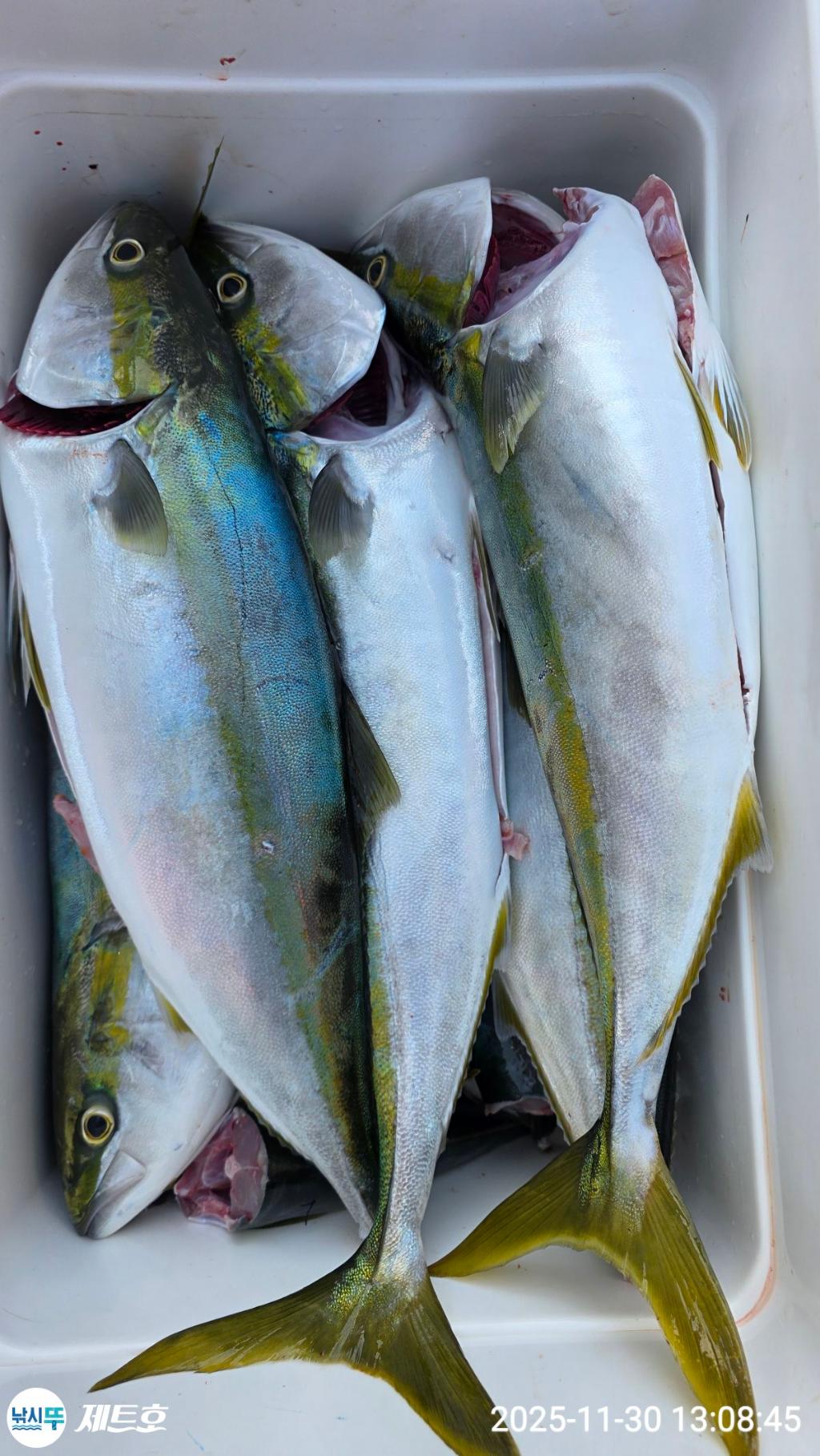 낚시뚜,방어,삼치,영일만항,포항 제트호,낚시뚜44