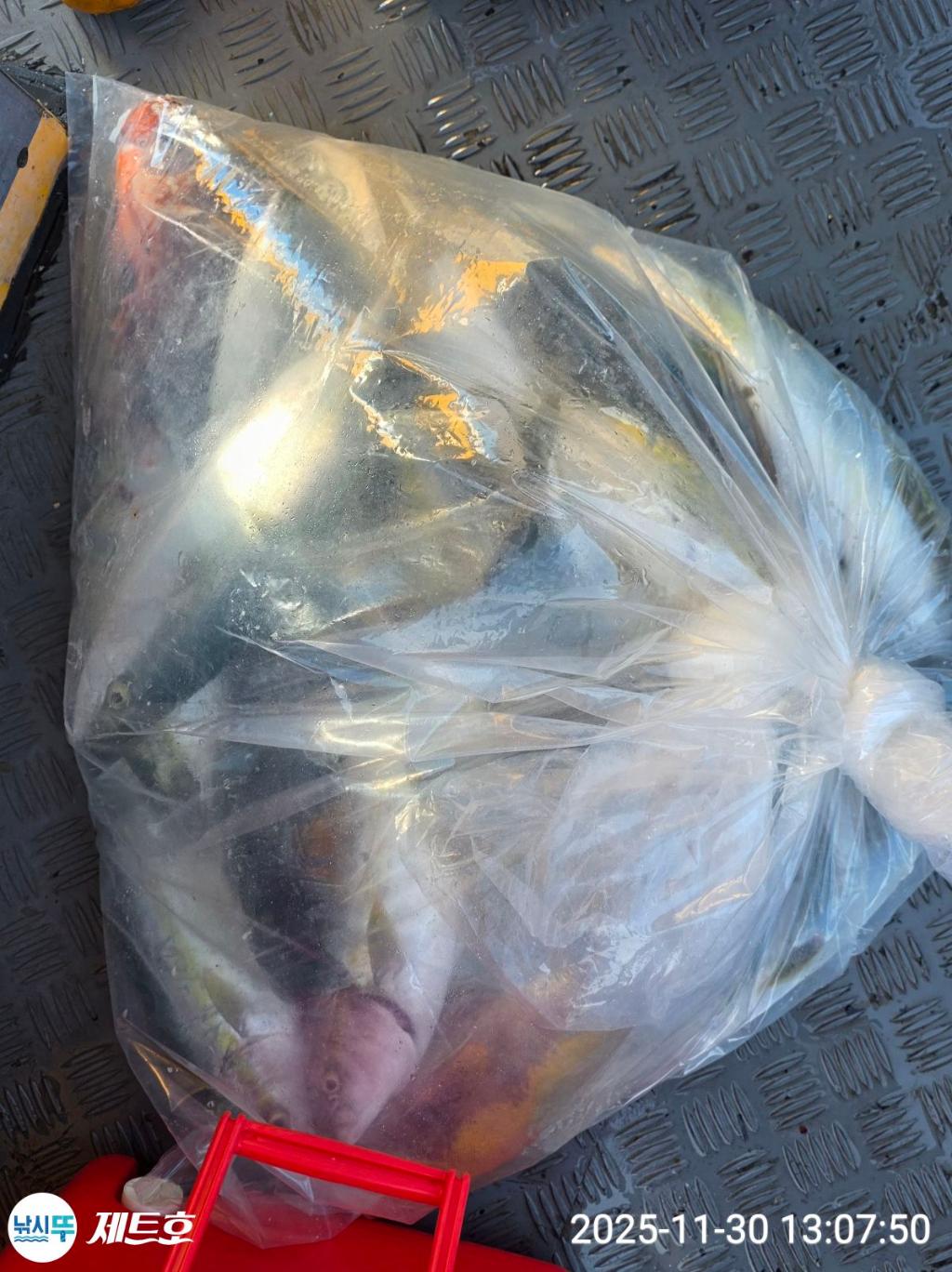 낚시뚜,방어,삼치,영일만항,포항 제트호,낚시뚜43