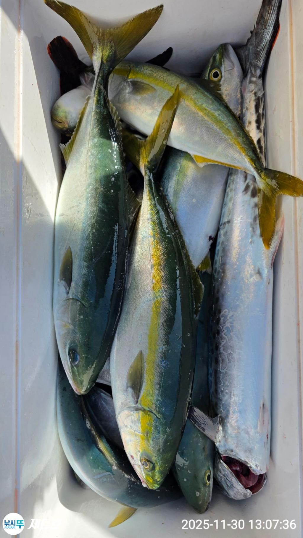 낚시뚜,방어,삼치,영일만항,포항 제트호,낚시뚜42