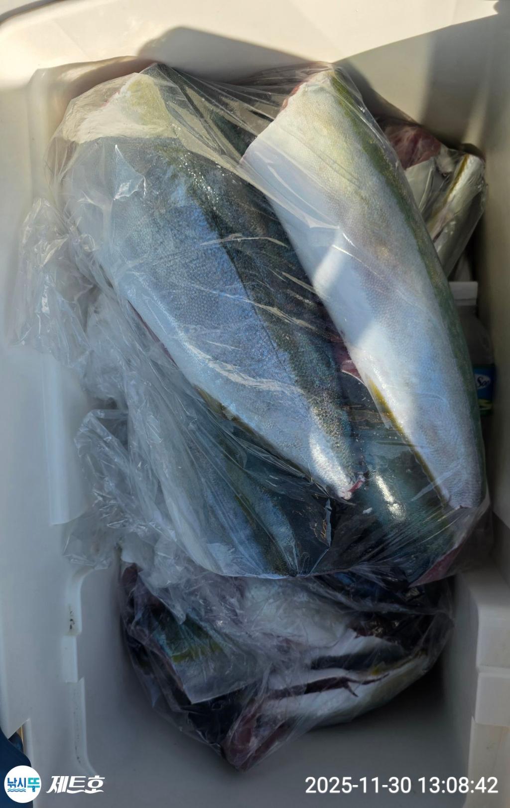 낚시뚜,방어,삼치,영일만항,포항 제트호,낚시뚜40