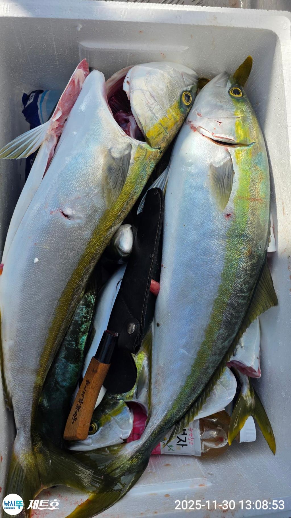 낚시뚜,방어,삼치,영일만항,포항 제트호,낚시뚜39