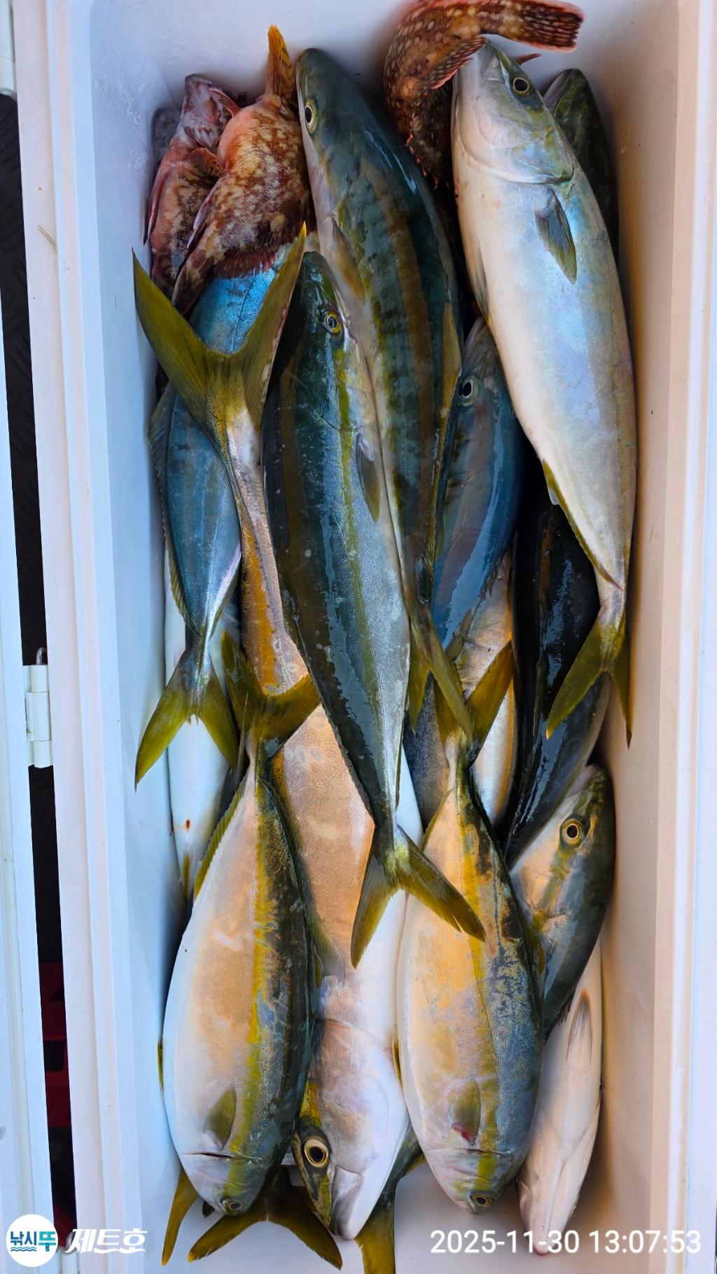 낚시뚜,방어,삼치,영일만항,포항 제트호,낚시뚜38