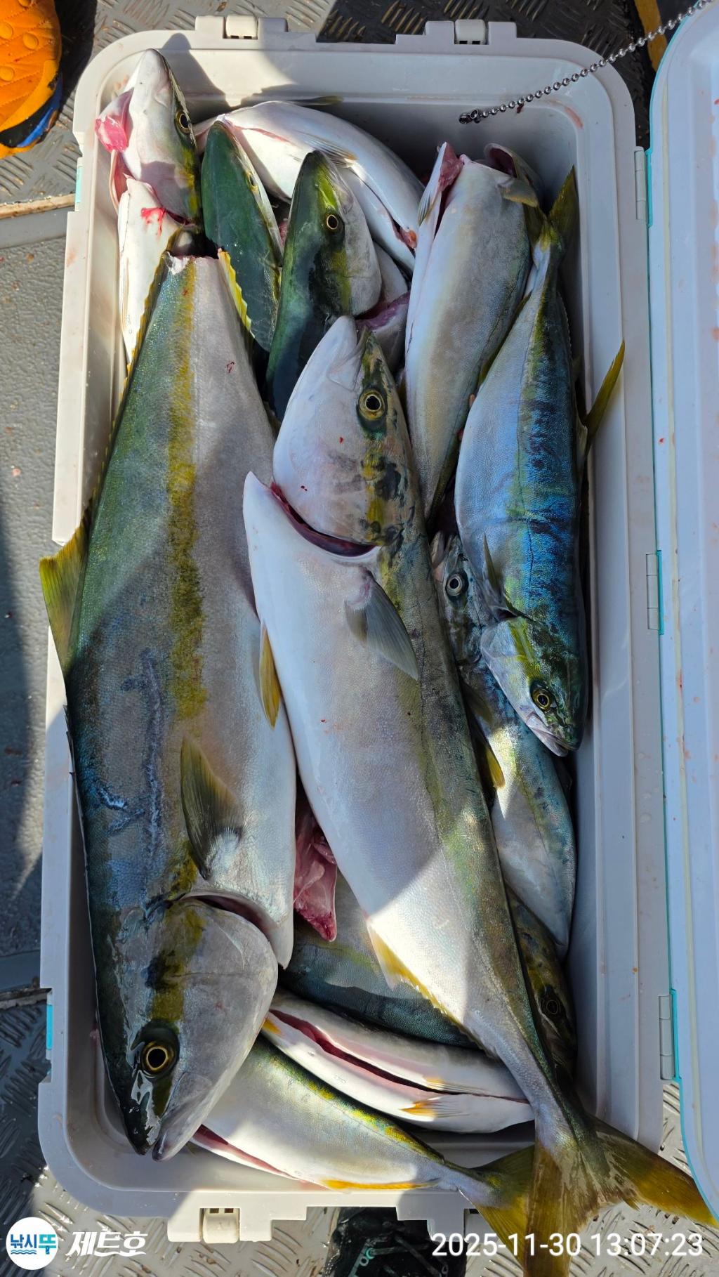 낚시뚜,방어,삼치,영일만항,포항 제트호,낚시뚜37