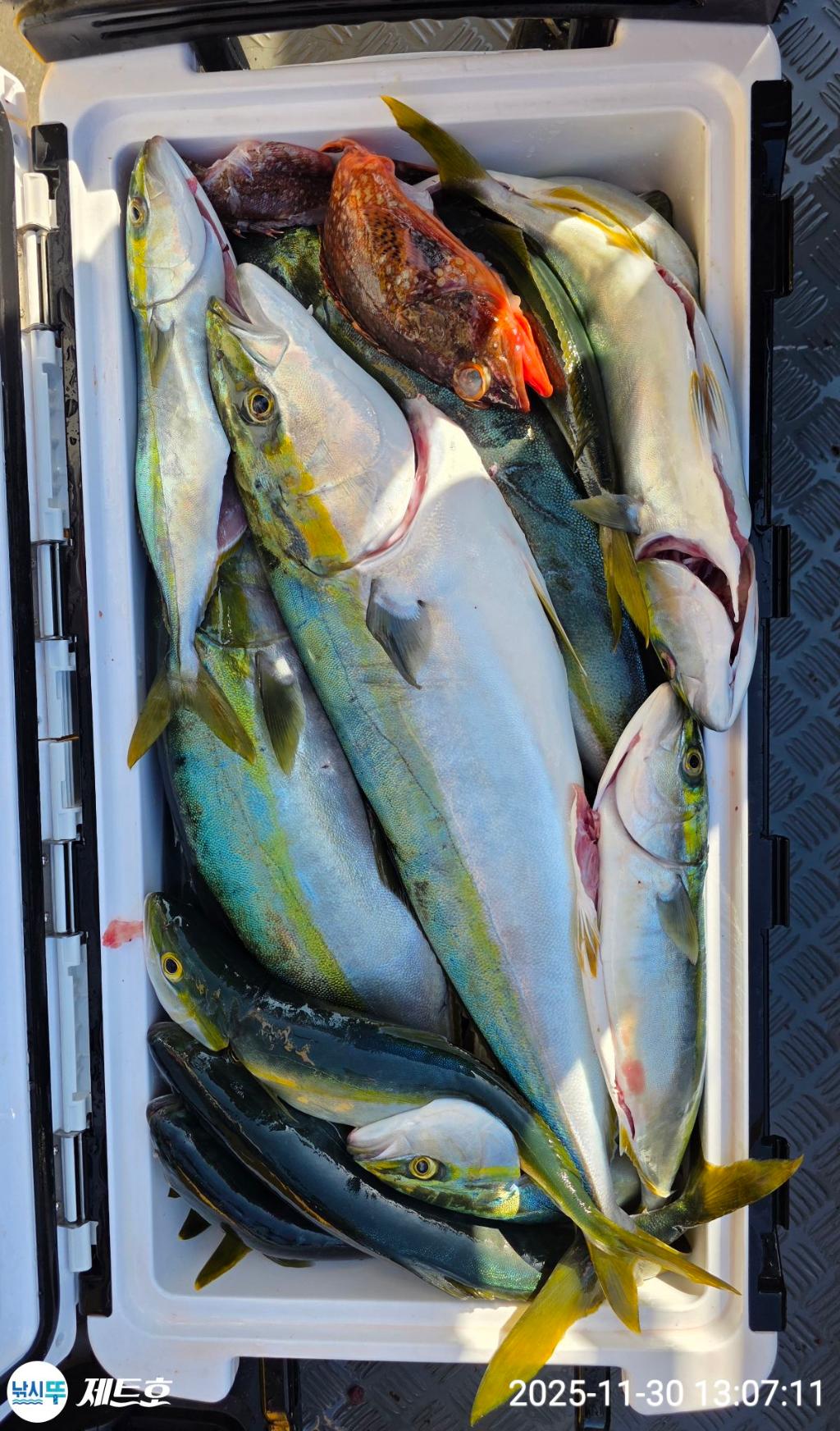 낚시뚜,방어,삼치,영일만항,포항 제트호,낚시뚜36