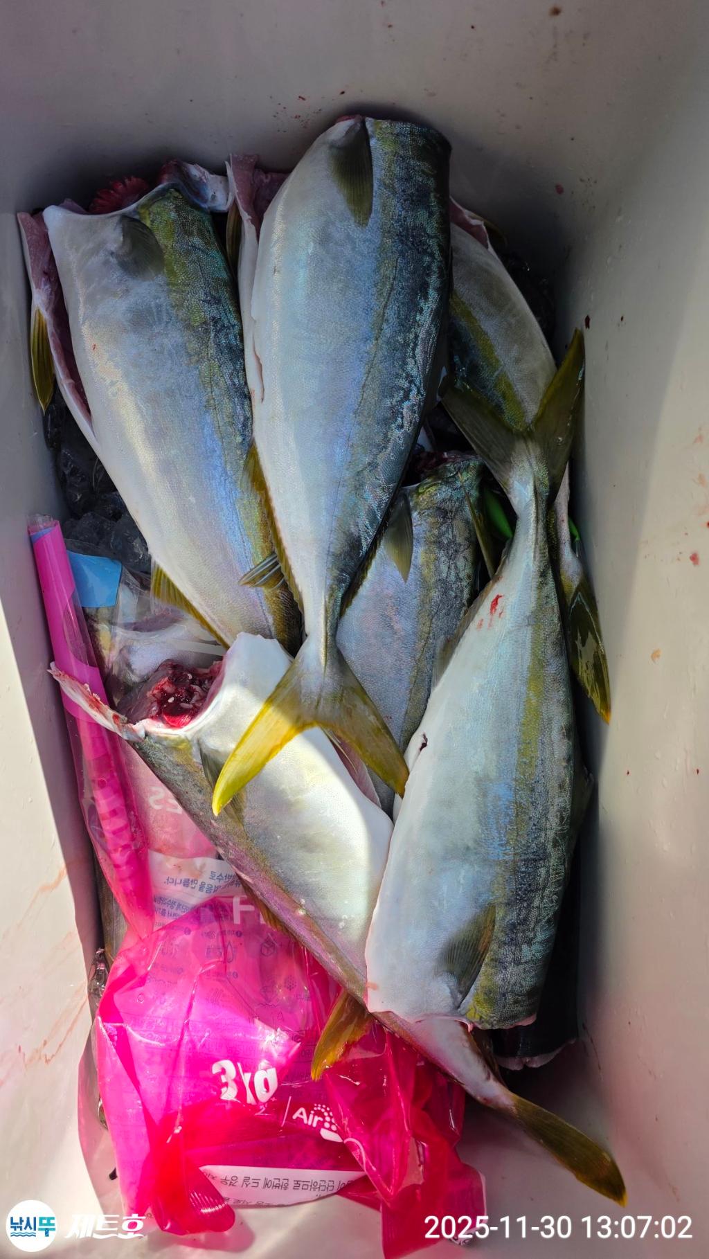 낚시뚜,방어,삼치,영일만항,포항 제트호,낚시뚜35