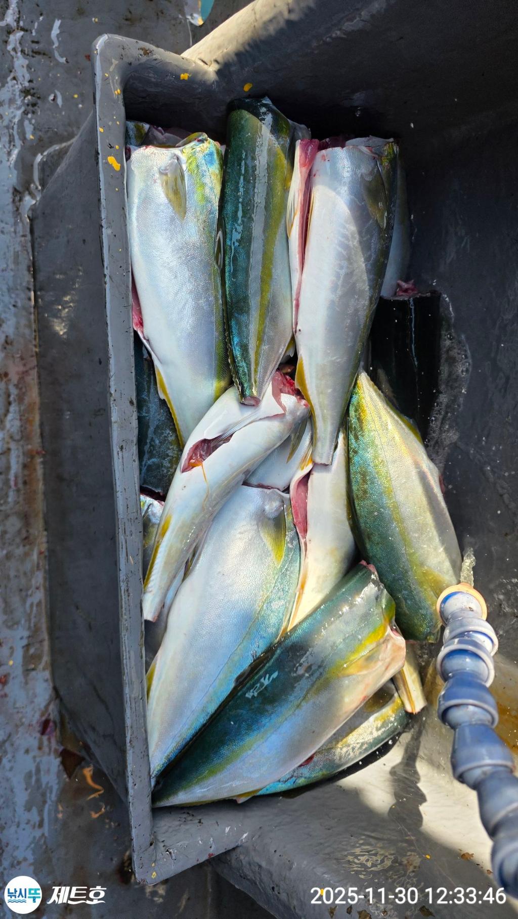 낚시뚜,방어,삼치,영일만항,포항 제트호,낚시뚜34