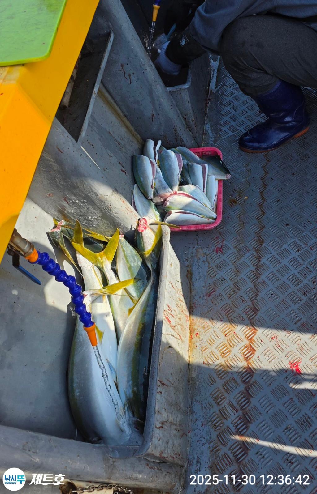 낚시뚜,방어,삼치,영일만항,포항 제트호,낚시뚜33