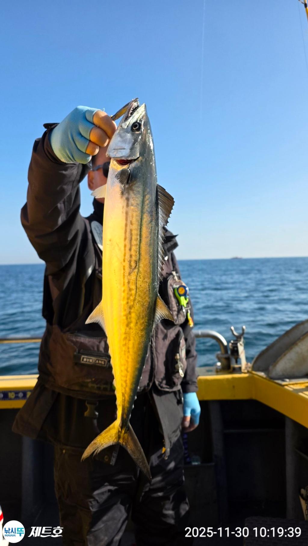 낚시뚜,방어,삼치,영일만항,포항 제트호,낚시뚜25