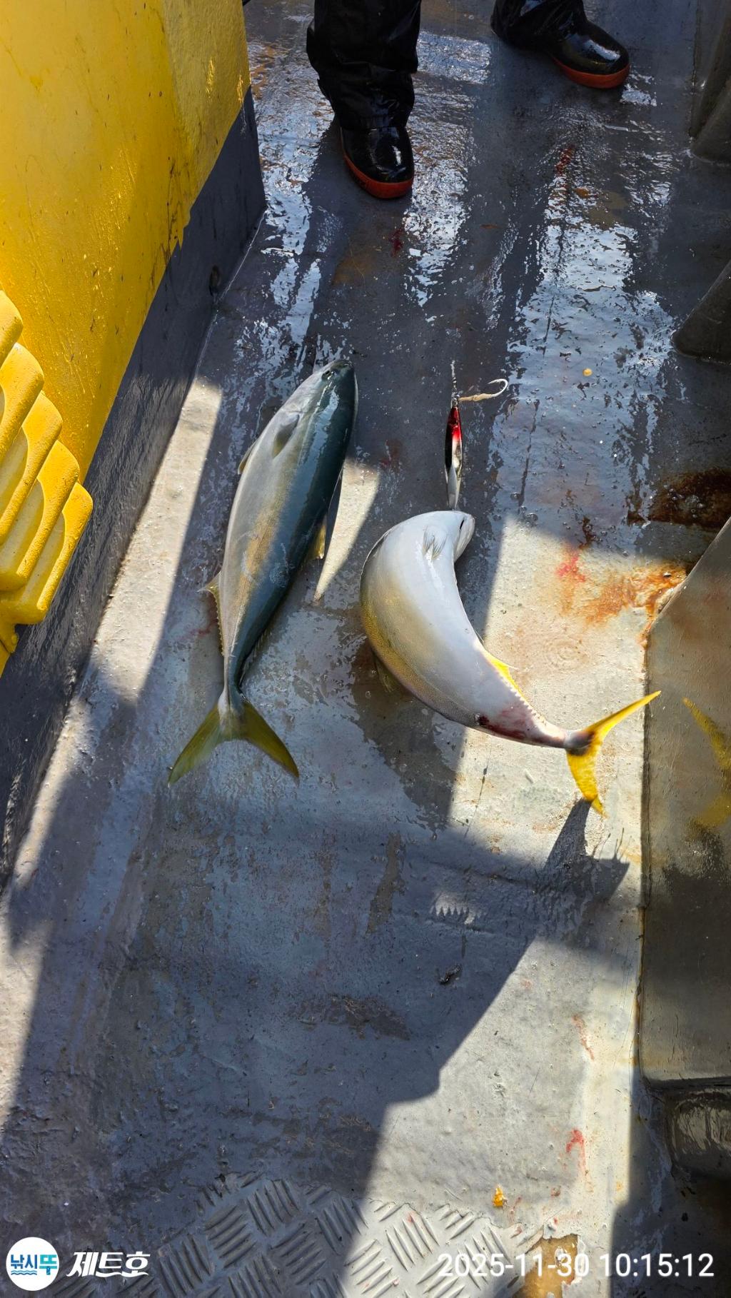 낚시뚜,방어,삼치,영일만항,포항 제트호,낚시뚜19