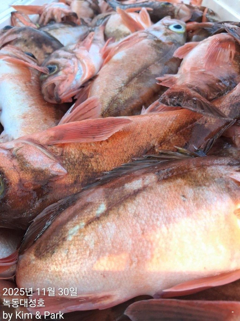 낚시뚜,우럭,열기,녹동항,녹동대성호,낚시뚜62