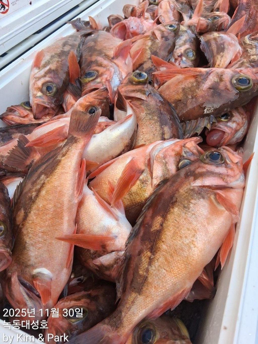 낚시뚜,우럭,열기,녹동항,녹동대성호,낚시뚜60