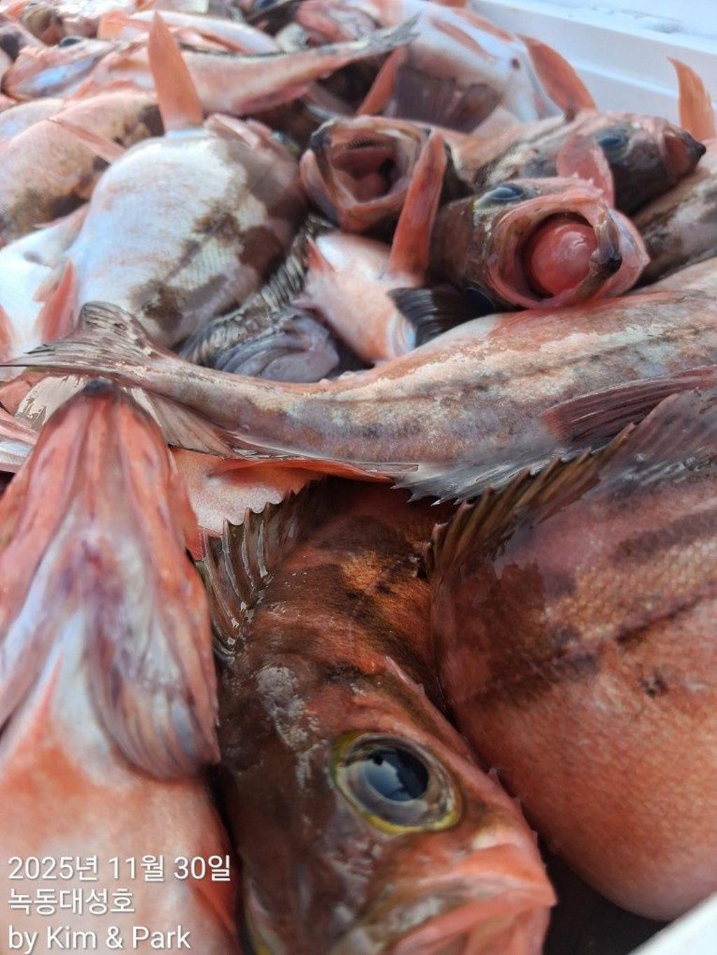 낚시뚜,우럭,열기,녹동항,녹동대성호,낚시뚜59