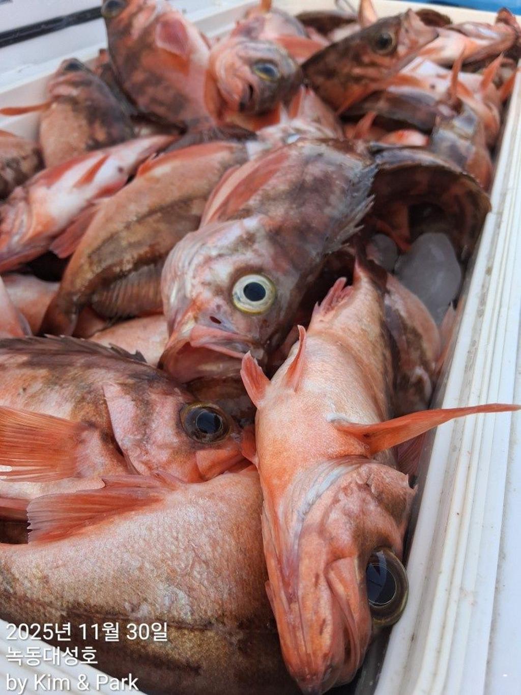 낚시뚜,우럭,열기,녹동항,녹동대성호,낚시뚜57