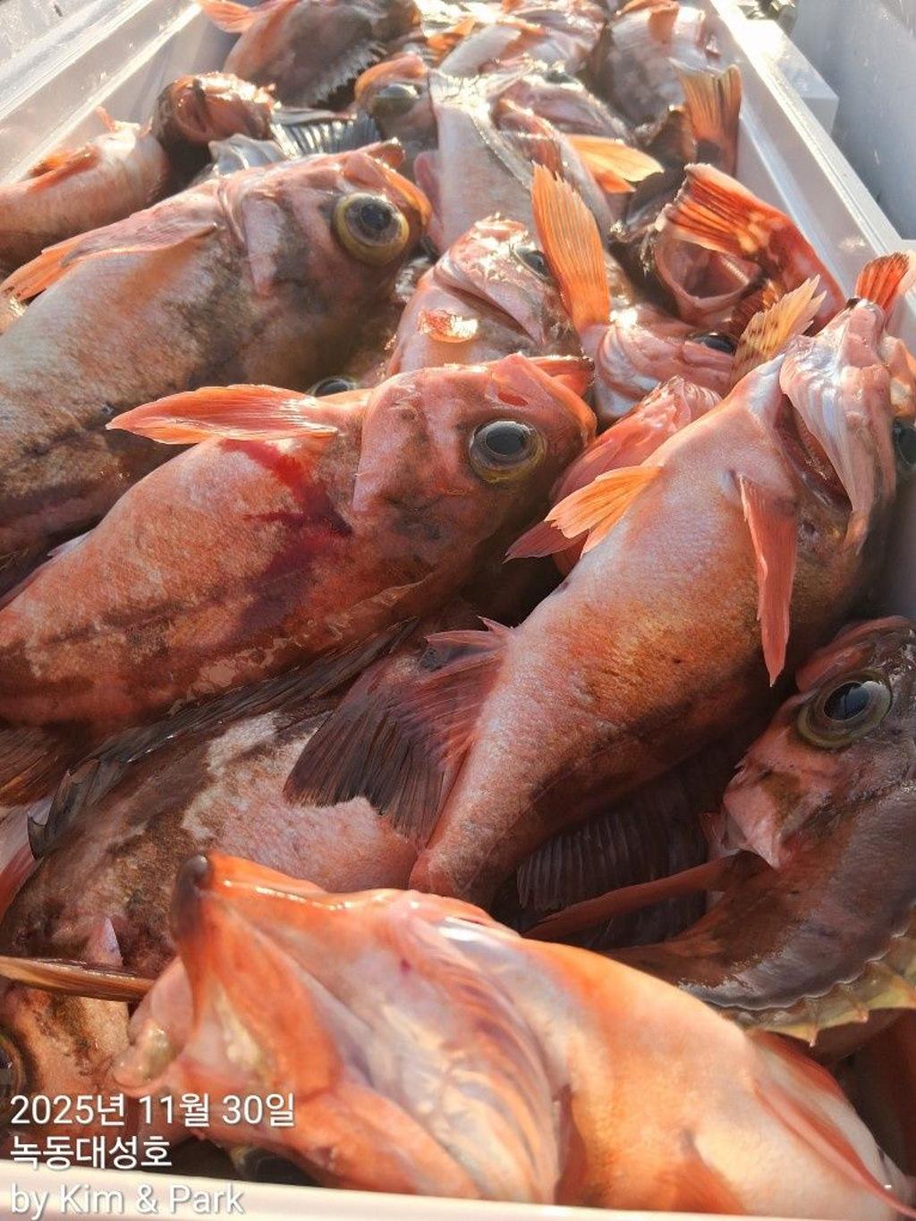 낚시뚜,우럭,열기,녹동항,녹동대성호,낚시뚜56