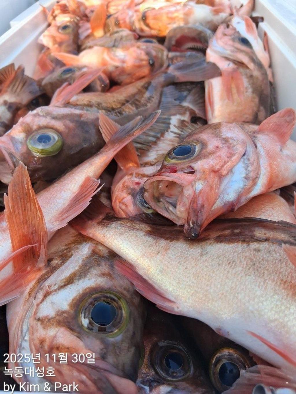 낚시뚜,우럭,열기,녹동항,녹동대성호,낚시뚜55