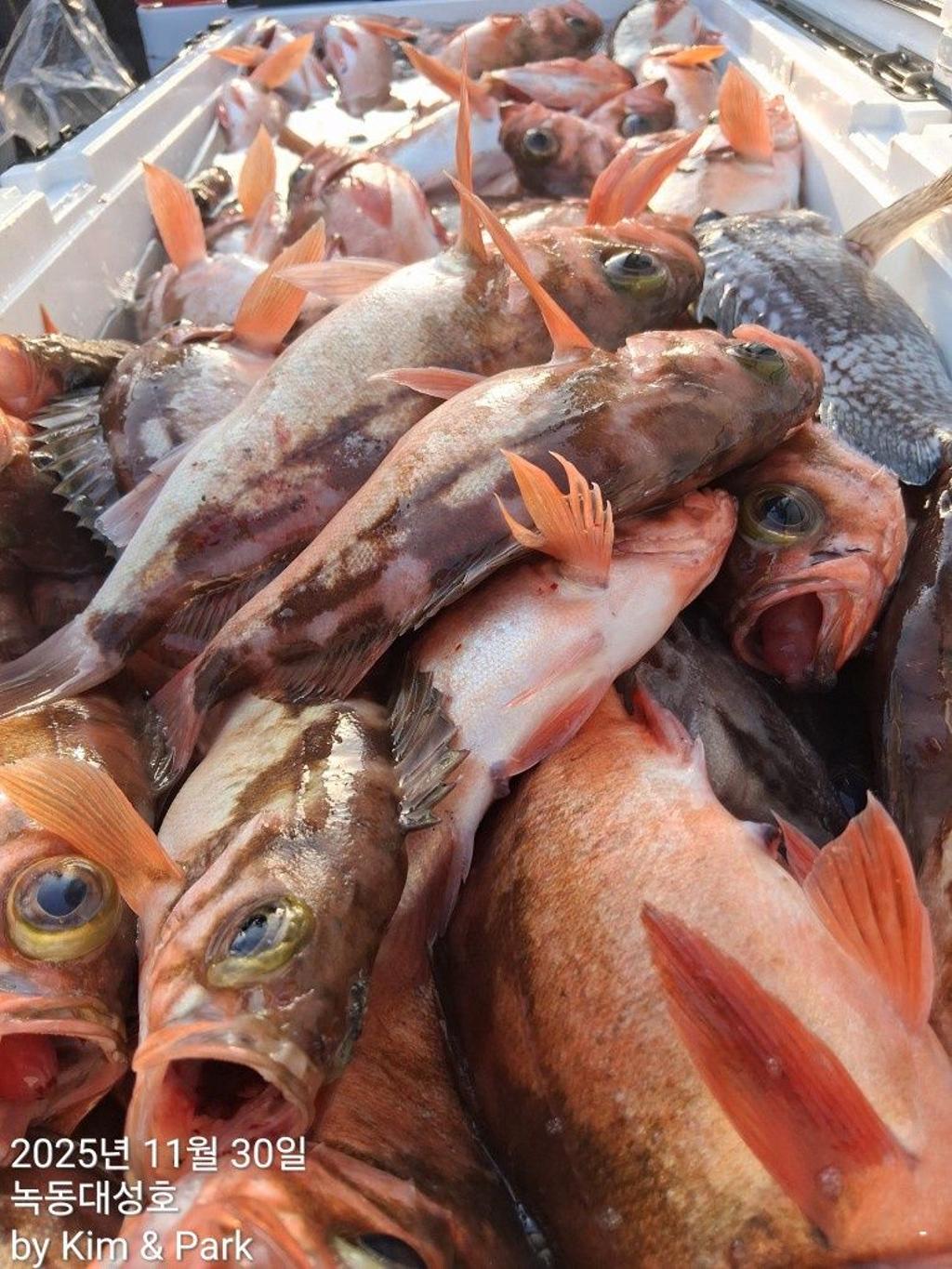 낚시뚜,우럭,열기,녹동항,녹동대성호,낚시뚜54