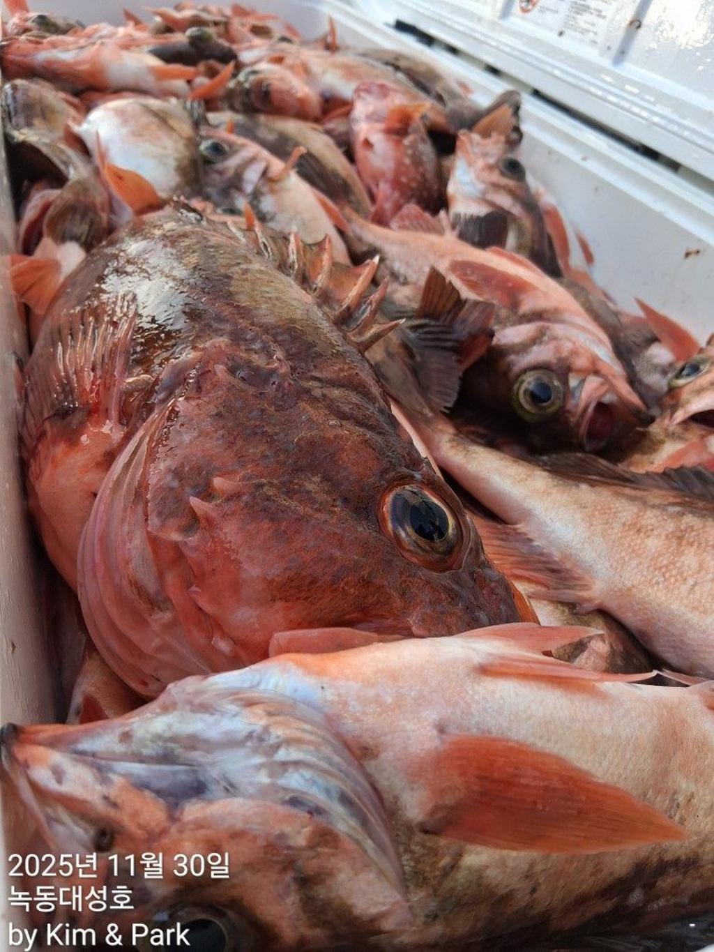 낚시뚜,우럭,열기,녹동항,녹동대성호,낚시뚜53