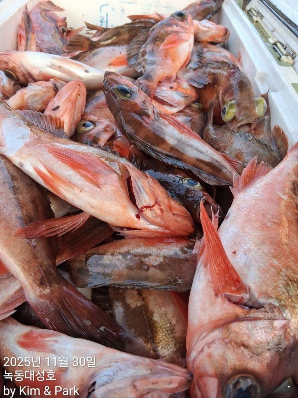 낚시뚜,우럭,열기,녹동항,녹동대성호,낚시뚜52