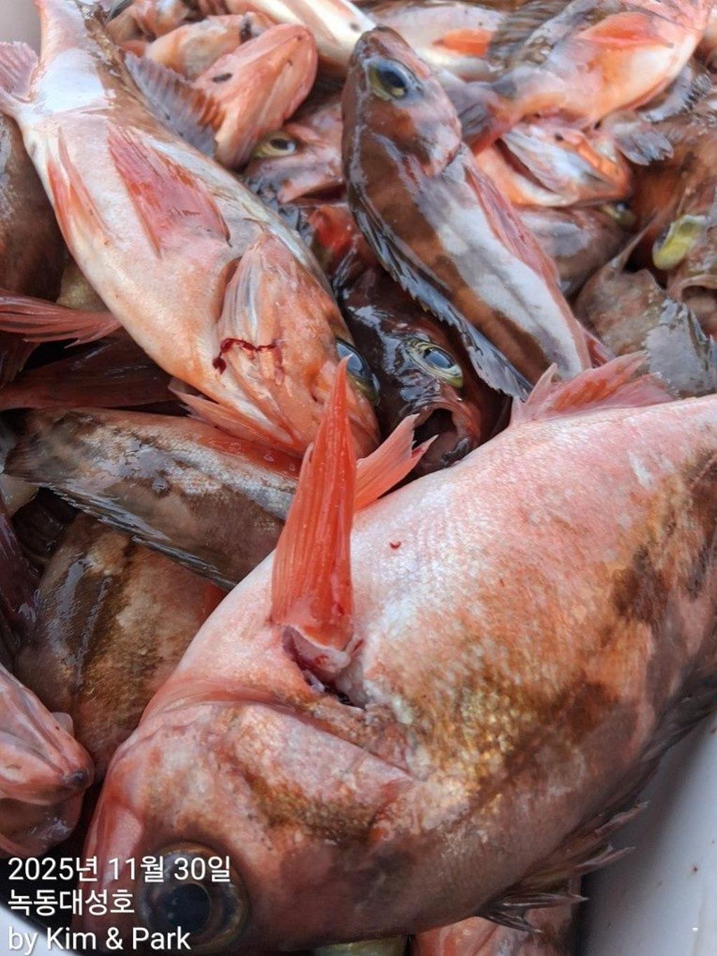 낚시뚜,우럭,열기,녹동항,녹동대성호,낚시뚜51