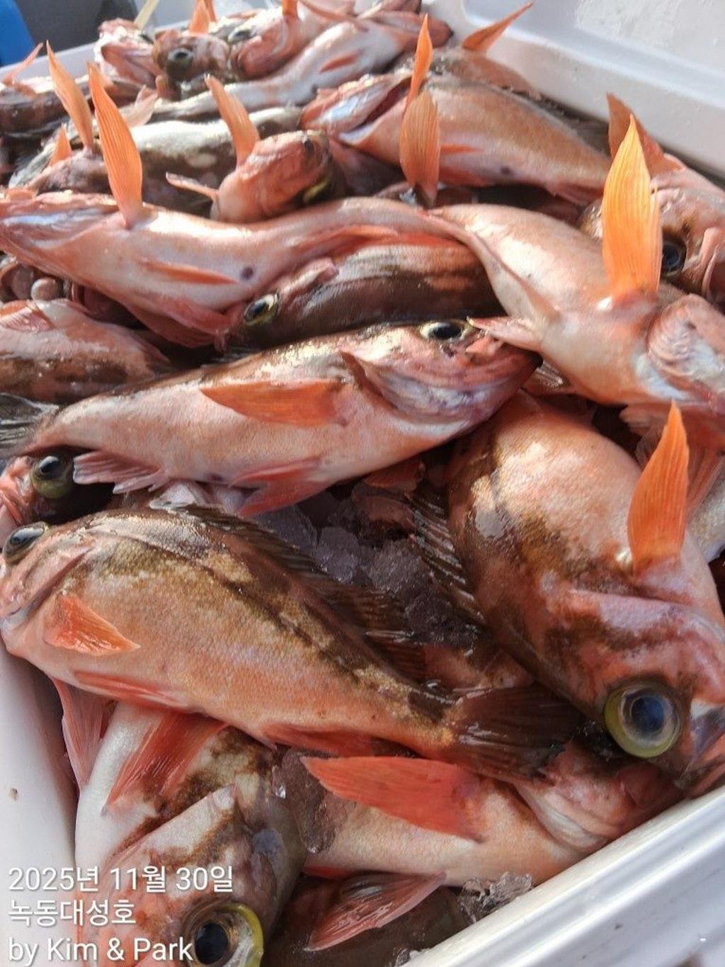 낚시뚜,우럭,열기,녹동항,녹동대성호,낚시뚜50