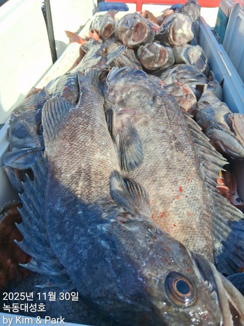 낚시뚜,우럭,열기,녹동항,녹동대성호,낚시뚜49