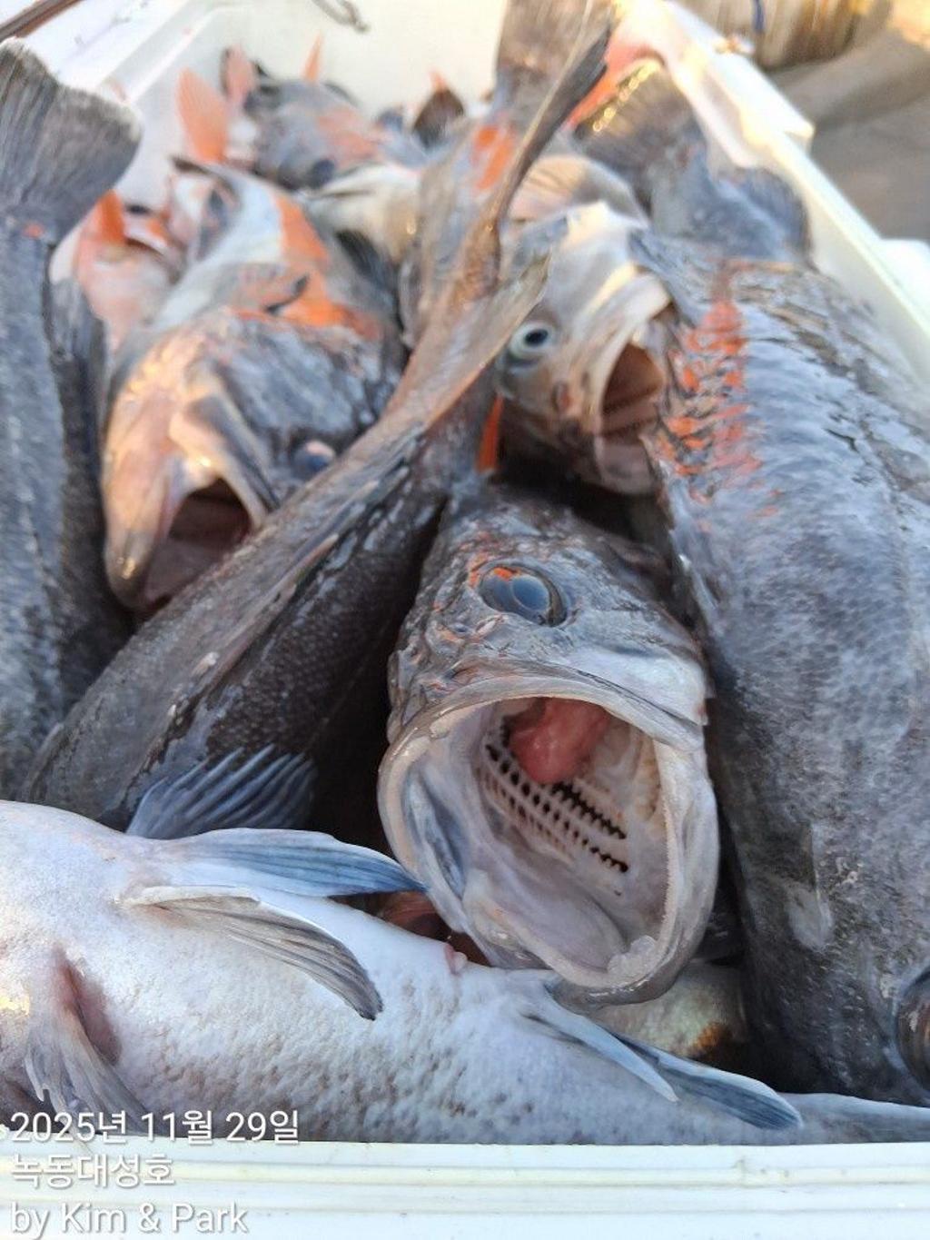 낚시뚜,우럭,열기,녹동항,녹동대성호,낚시뚜45