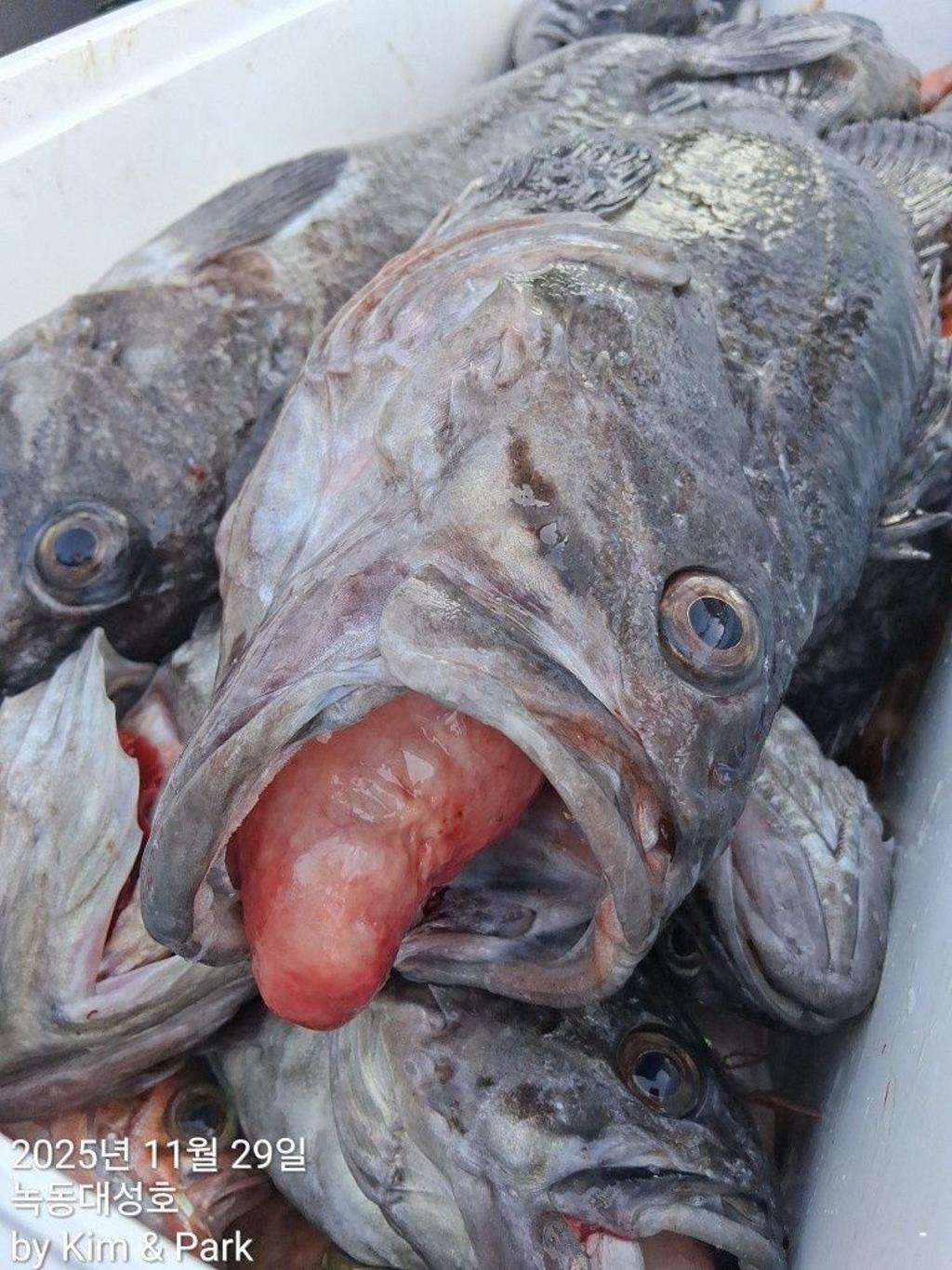 낚시뚜,우럭,열기,녹동항,녹동대성호,낚시뚜44