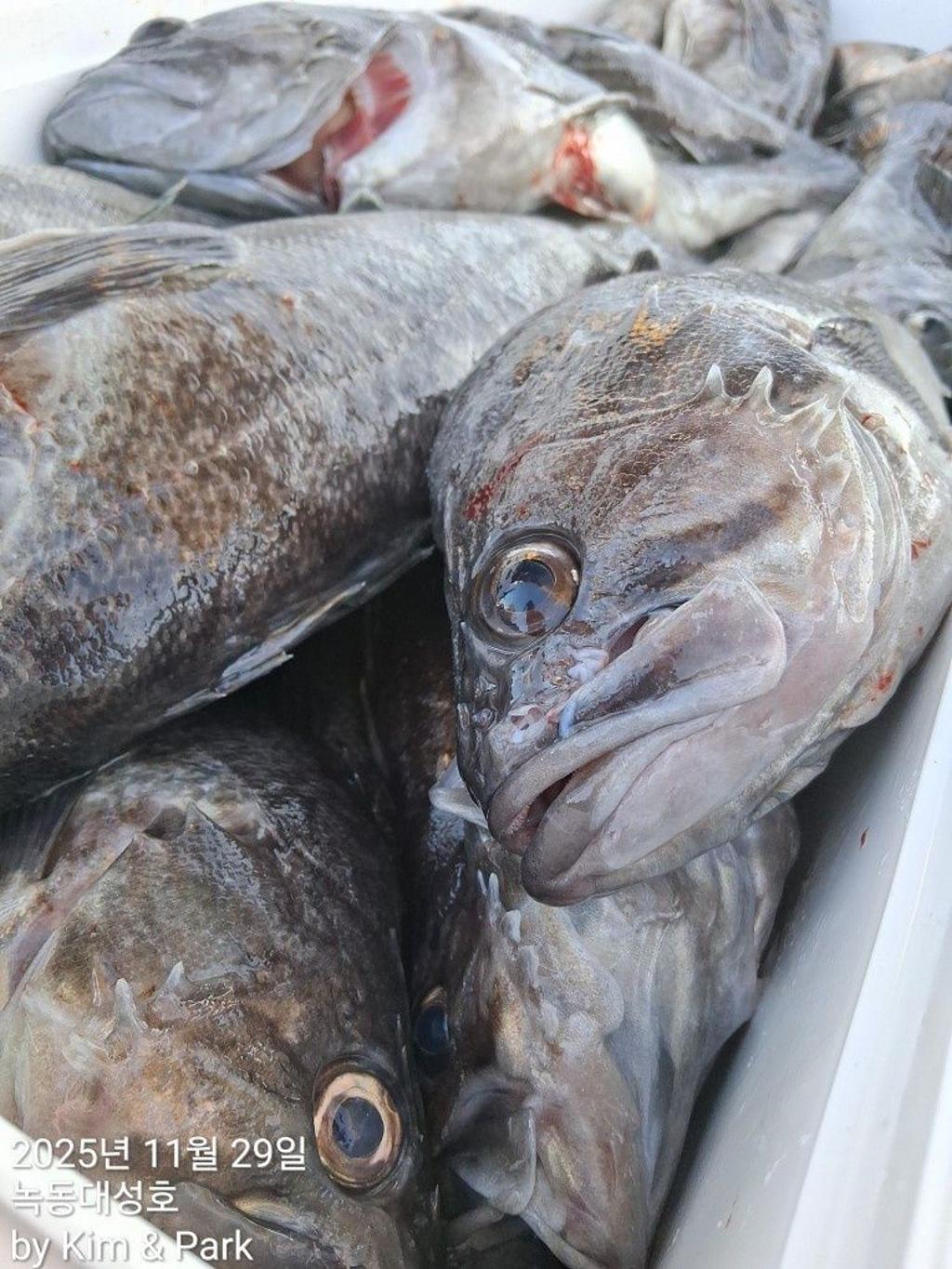 낚시뚜,우럭,열기,녹동항,녹동대성호,낚시뚜41