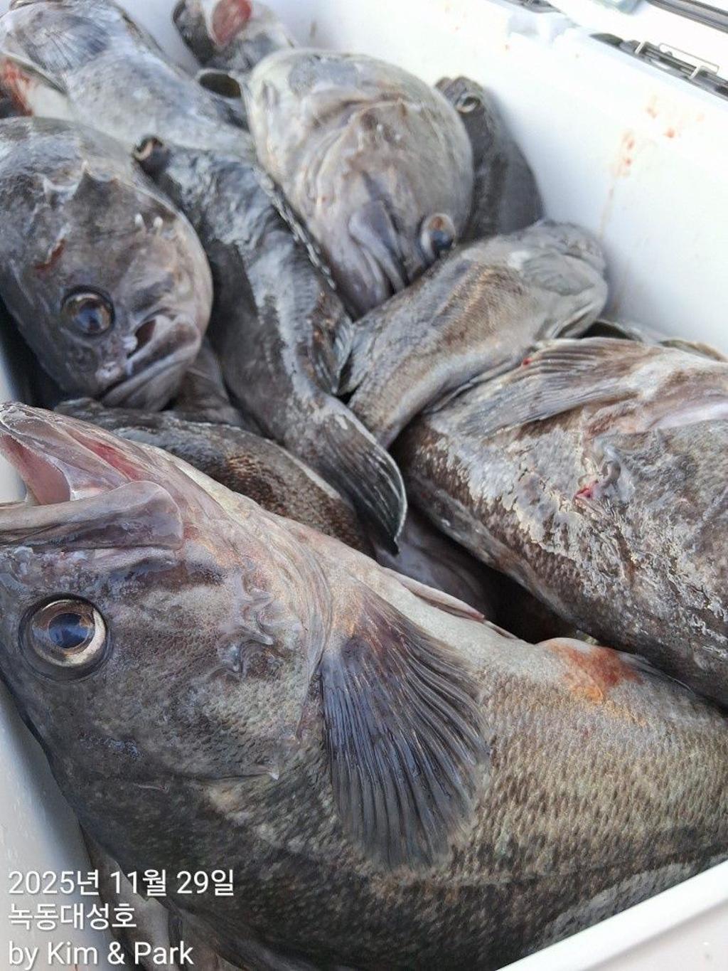 낚시뚜,우럭,열기,녹동항,녹동대성호,낚시뚜40