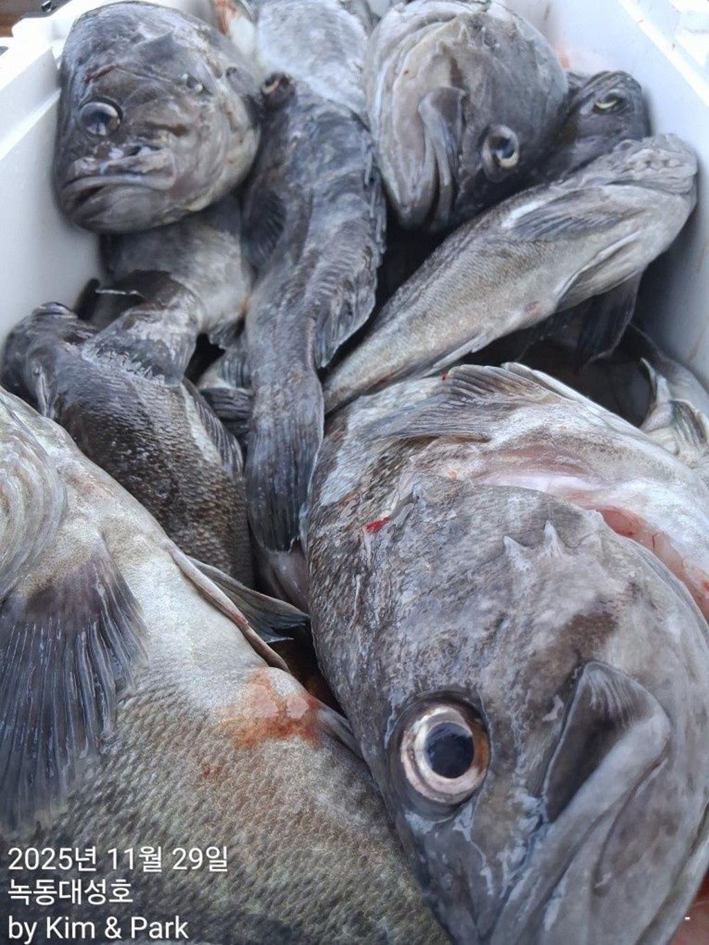 낚시뚜,우럭,열기,녹동항,녹동대성호,낚시뚜39