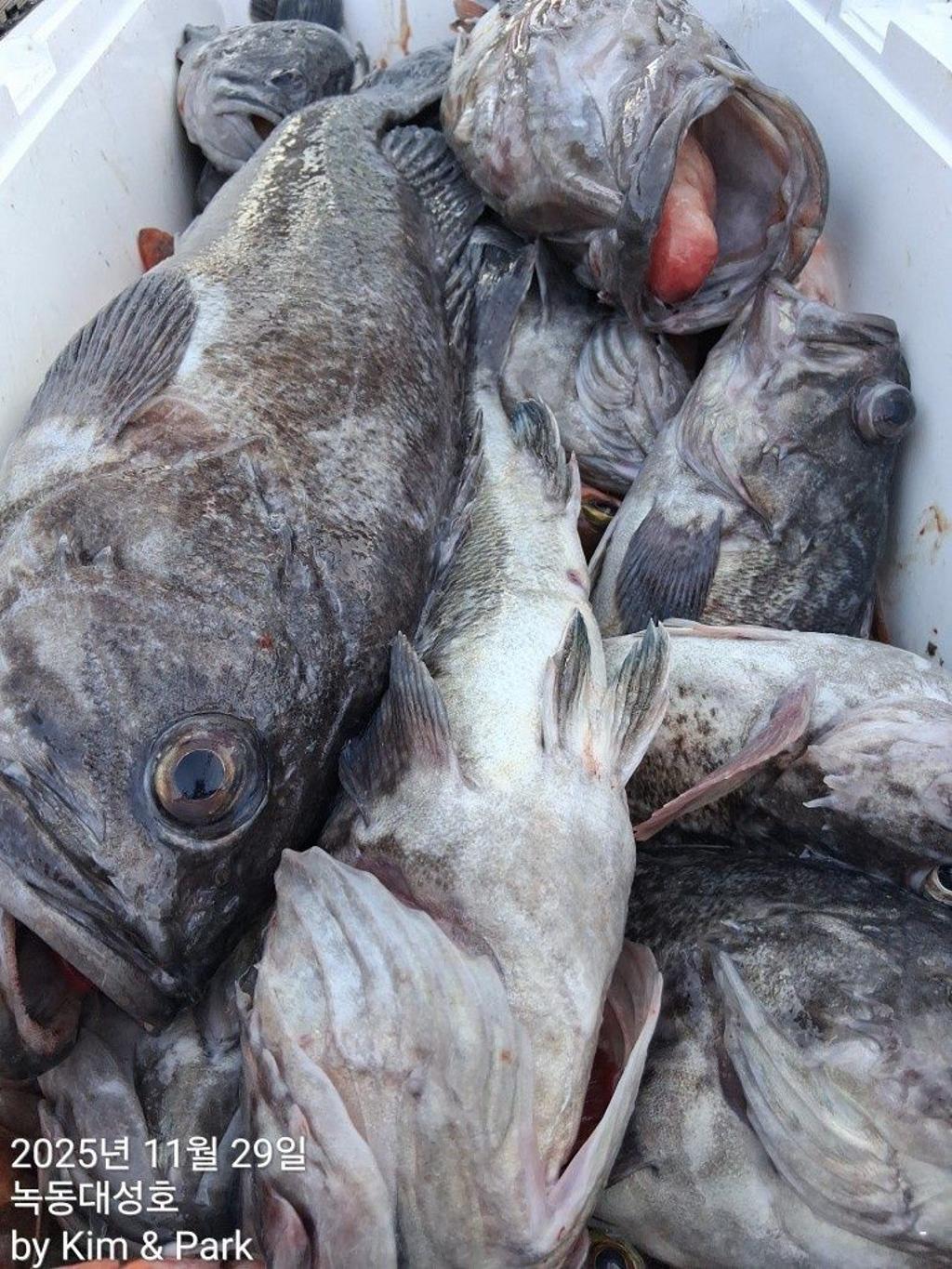 낚시뚜,우럭,열기,녹동항,녹동대성호,낚시뚜38