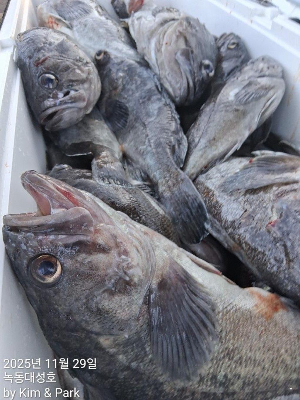 낚시뚜,우럭,열기,녹동항,녹동대성호,낚시뚜37