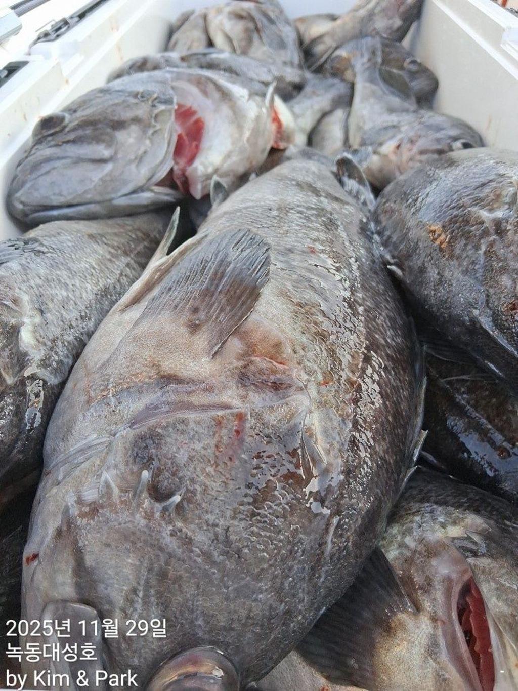 낚시뚜,우럭,열기,녹동항,녹동대성호,낚시뚜36